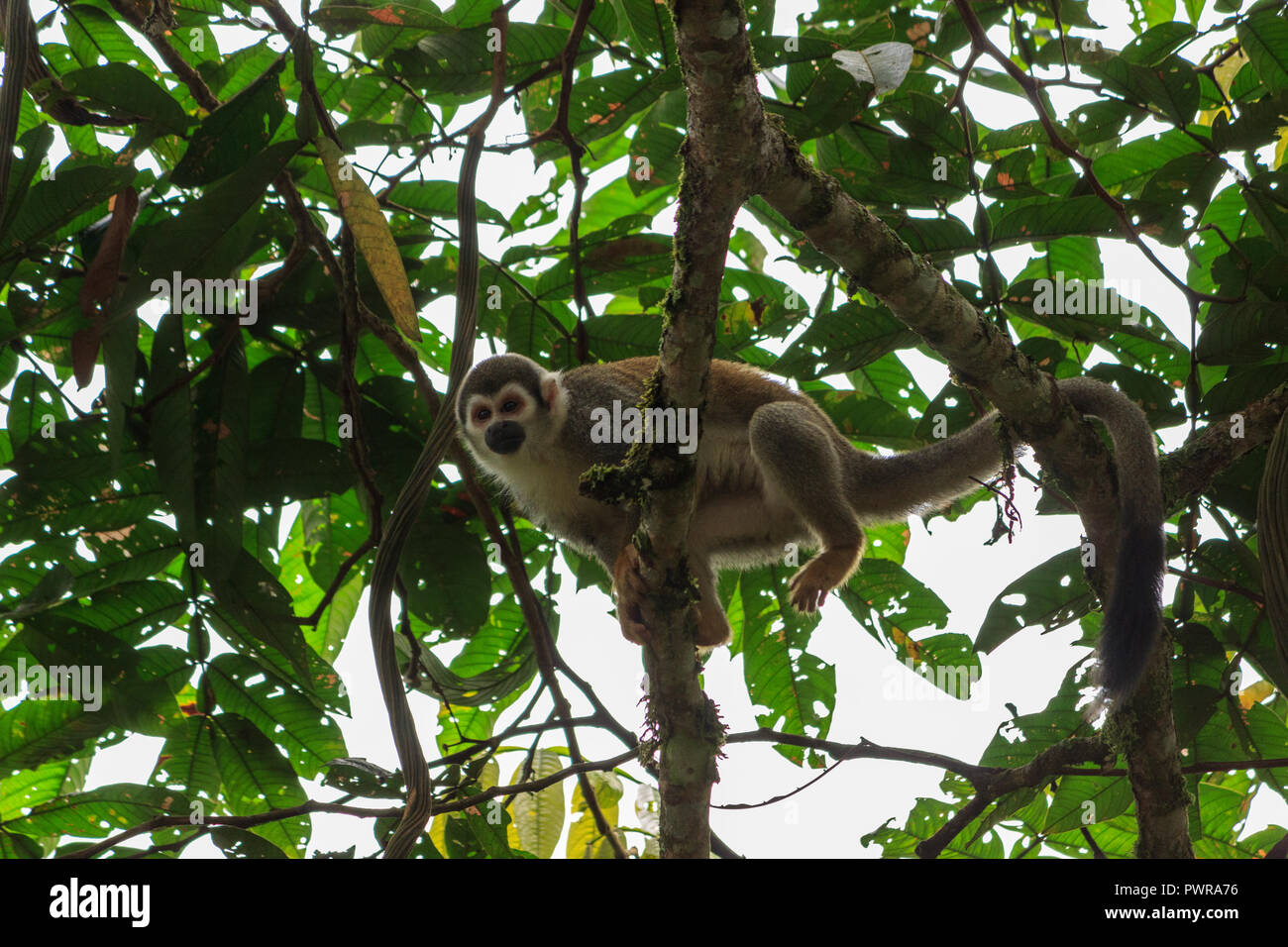 Totenkopfäffchen im Amazonas Regenwald, Ecuador Stockfoto