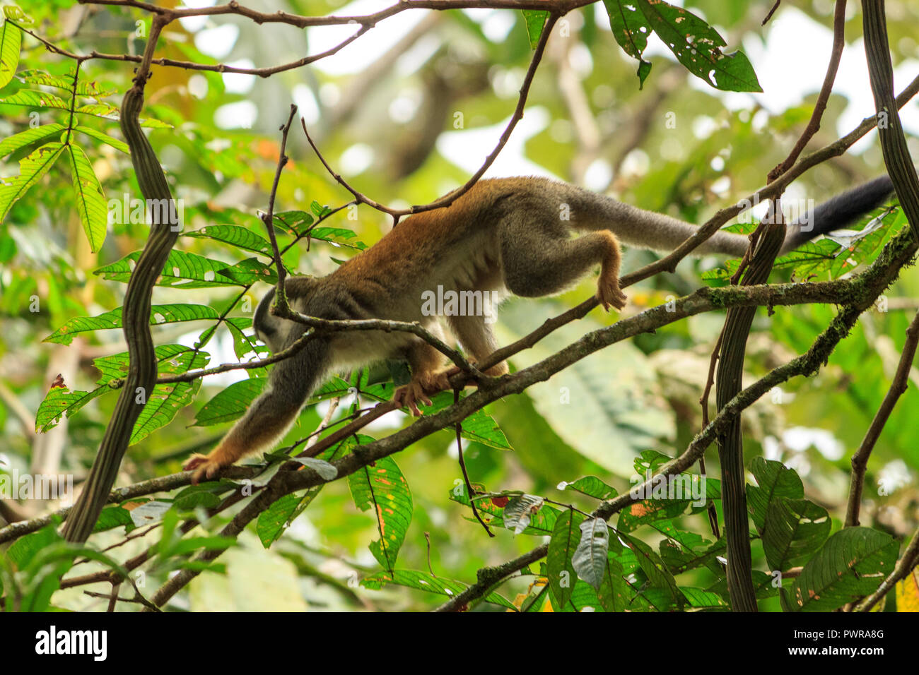 Totenkopfäffchen im Amazonas Regenwald, Ecuador Stockfoto