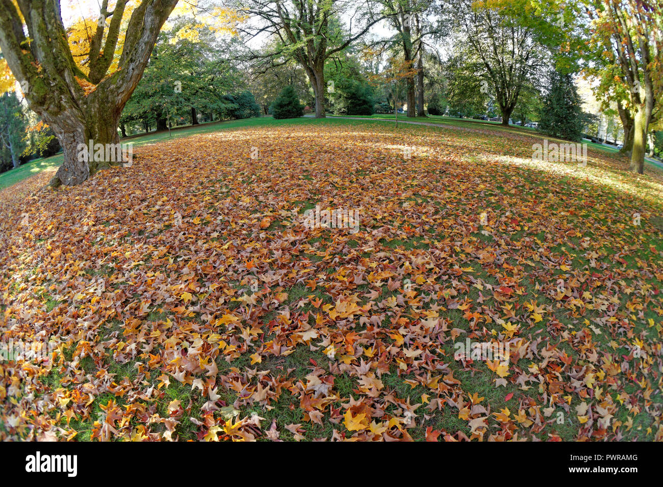 Fischaugenobjektiv, bunten Herbst Ahorn Blätter auf dem Boden in Shaughnessy Park und das Arboretum, die Mondsichel, Vancouver, BC, Kanada Stockfoto