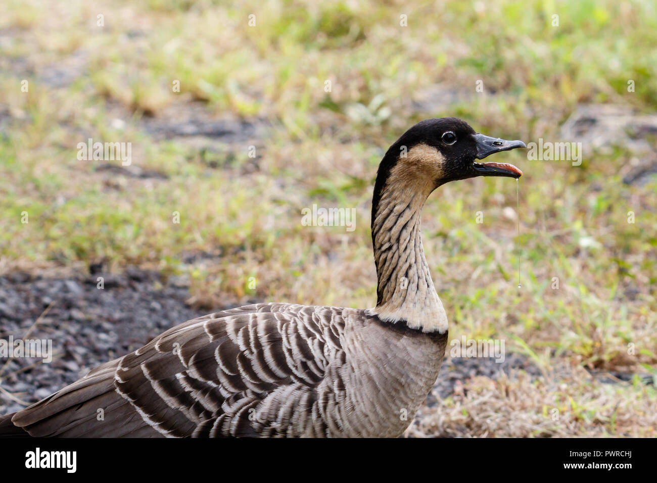 Nene, auch als Hawaiian goose (Branta sandvicensis), auf der grossen Insel von Hawaii mit Mund offen. Stockfoto