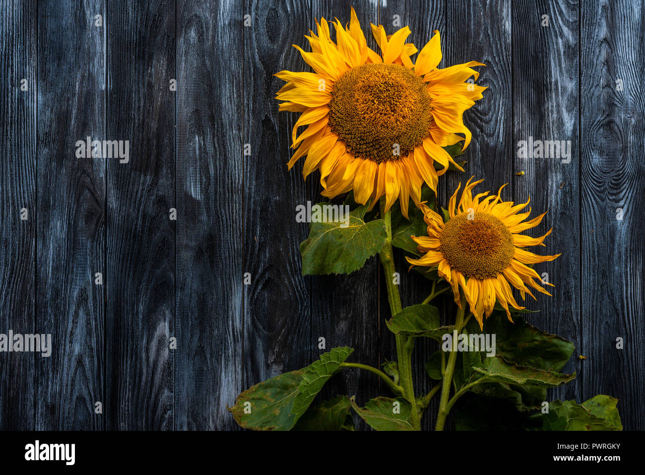Nicht hell Sonnenblumen gegen einen dunklen Hintergrund Stockfoto