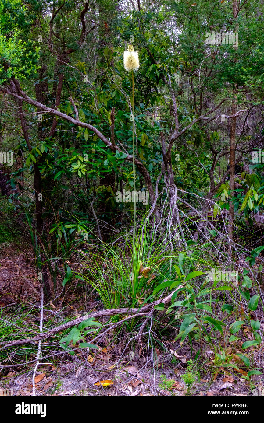 Gras & Blume - Fraser Island Stockfoto