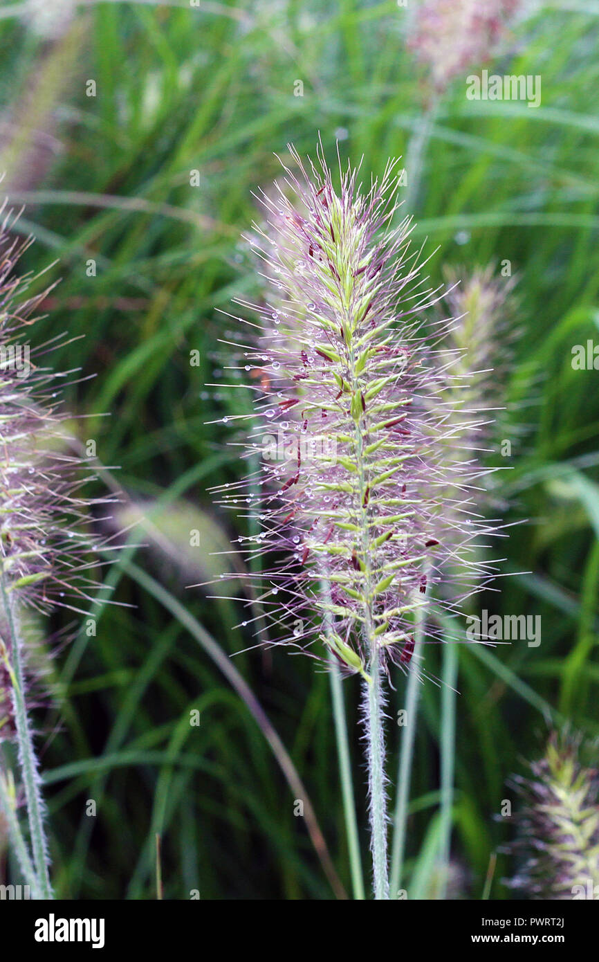 Tautropfen auf einem violetten Fuzzy Anlage Stockfoto