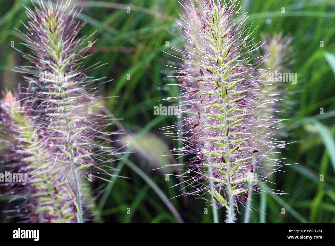 Tautropfen auf einem violetten Fuzzy Anlage Stockfoto Tautropfen auf einem violetten Fuzzy Anlage Stockfoto
