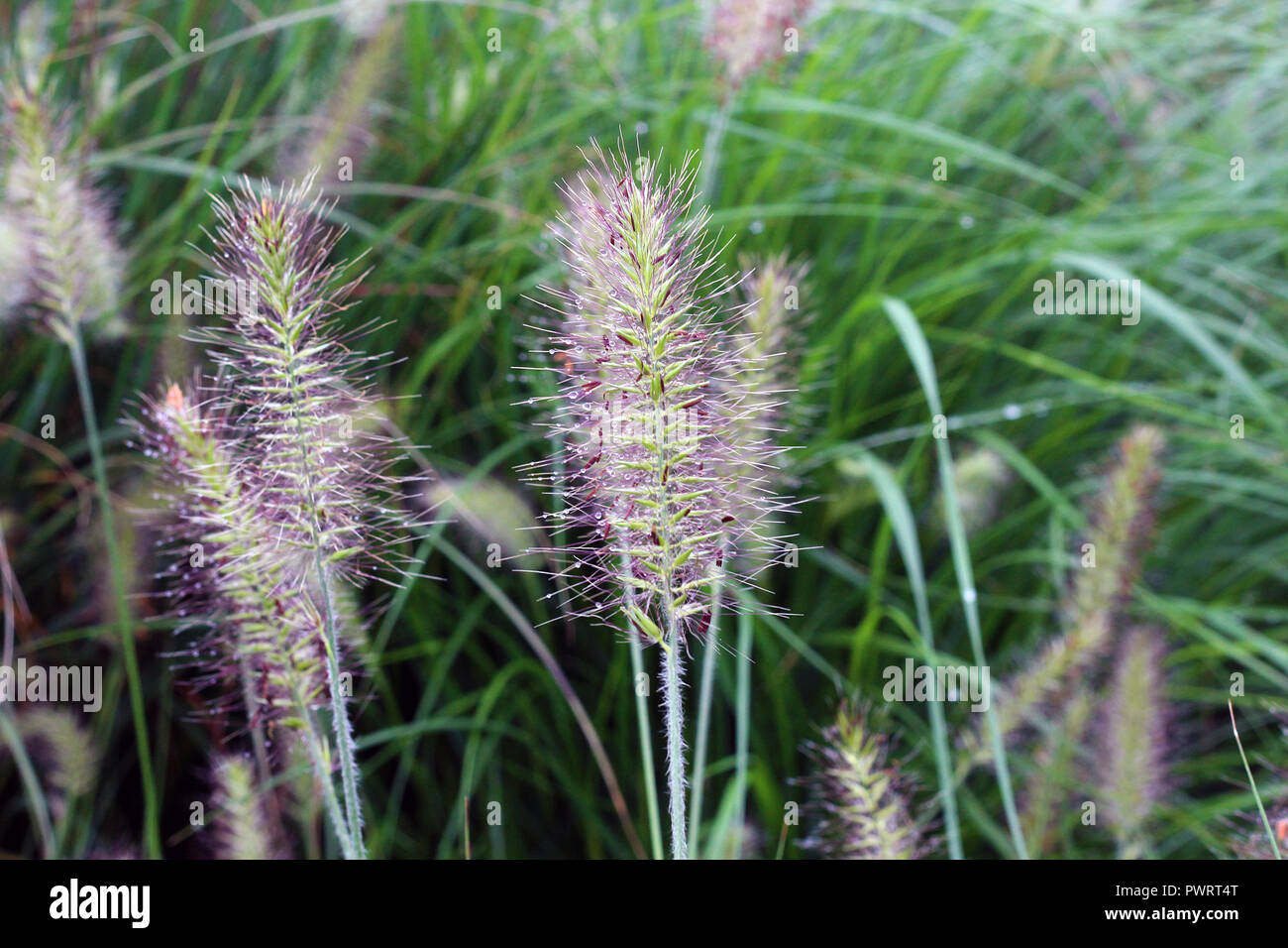 Tautropfen auf einem violetten Fuzzy Anlage Stockfoto Tautropfen auf einem violetten Fuzzy Anlage Stockfoto