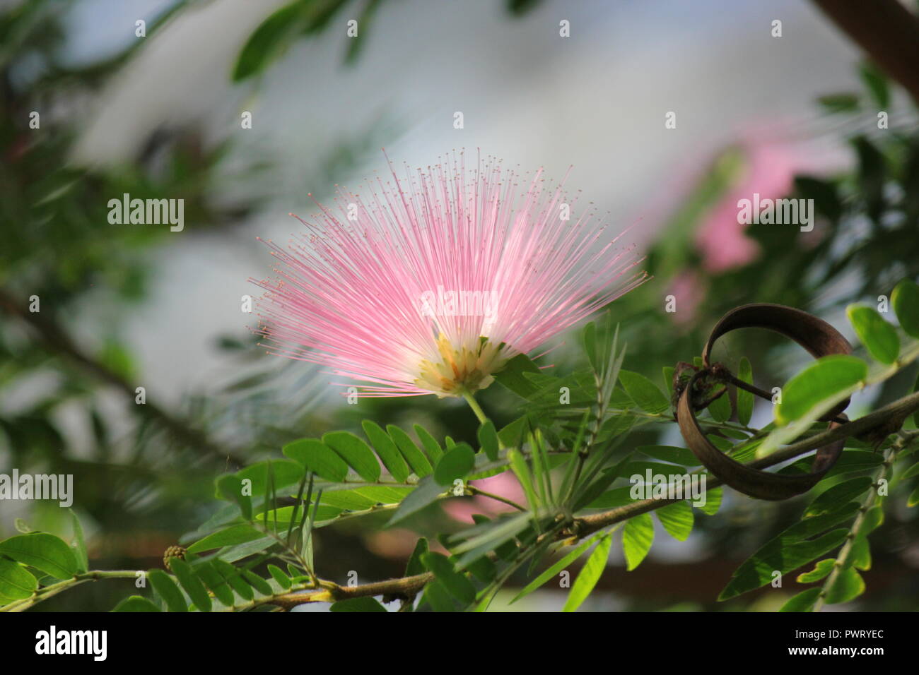 Pink Powder Puff, C. surinamensis, hübsche und exotische rosa Blume, die im Blumengarten wächst. Stockfoto