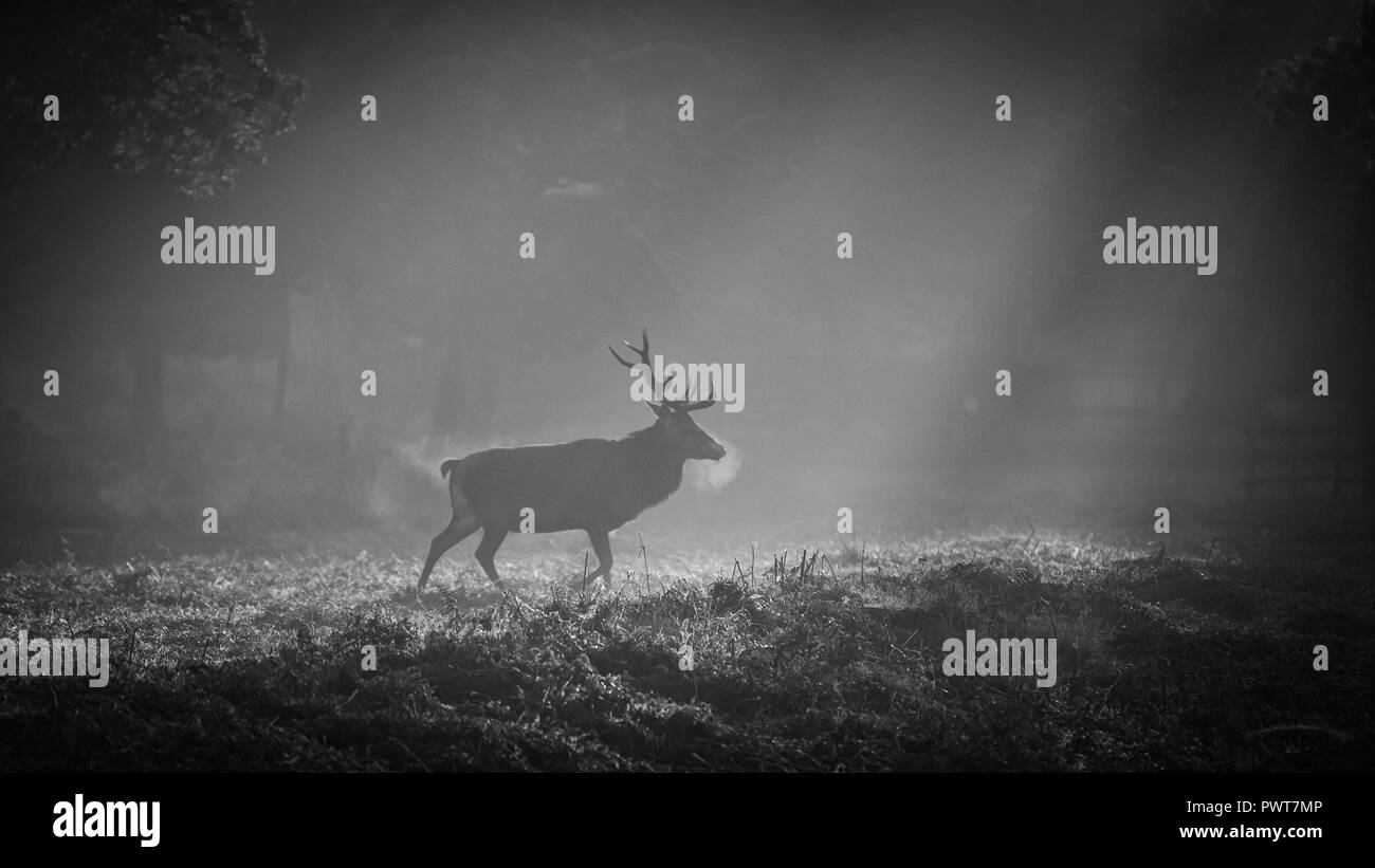 Rotwild in Lichtstrahlen fotografiert auf einem nebelhaften Sonnenaufgang in Forrest in Großbritannien. Hirsch Art ist Rotwild und sind in Bradgate Park entfernt Stockfoto