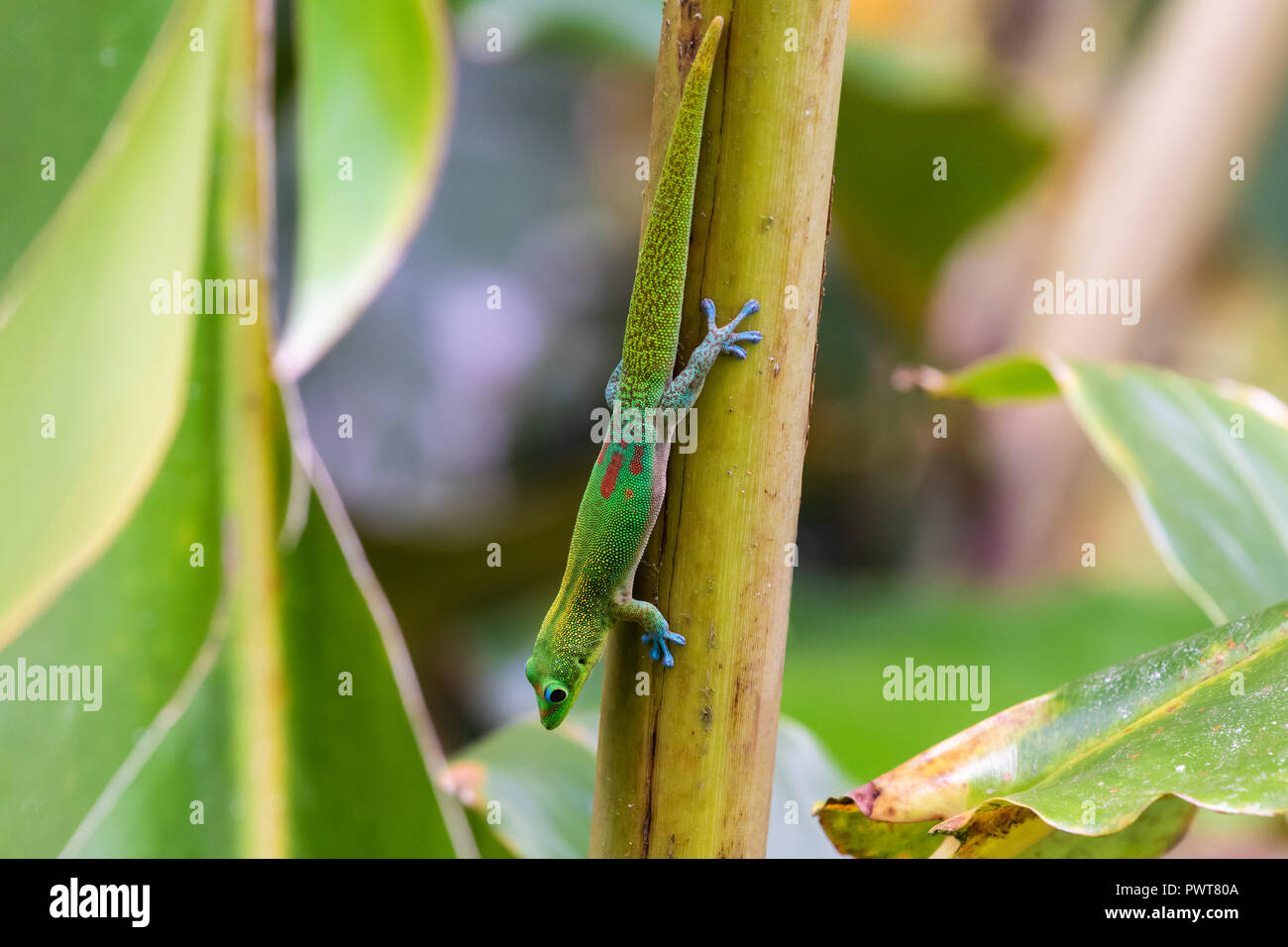 Goldstaub Taggecko (Phelsuma laticauda) Klettern mit der Oberseite nach unten auf eine Palme, die in der Big Island Hawaii Akaka Falls State Park. Stockfoto