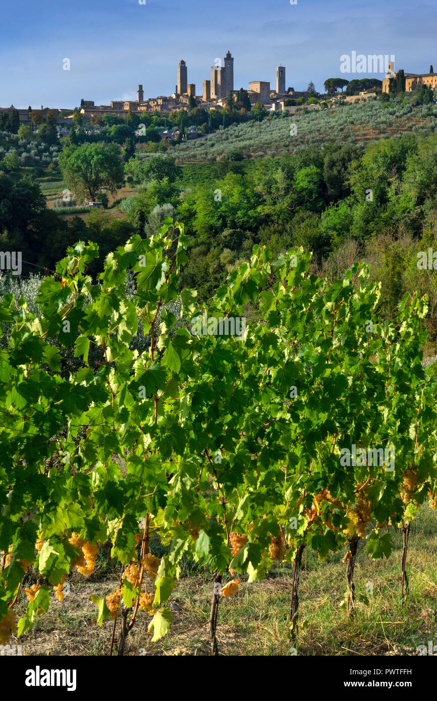 Blick über die toskanische Landschaft und die Weinberge nach San Gimignano, Toskana, Italien, Europa Stockfoto