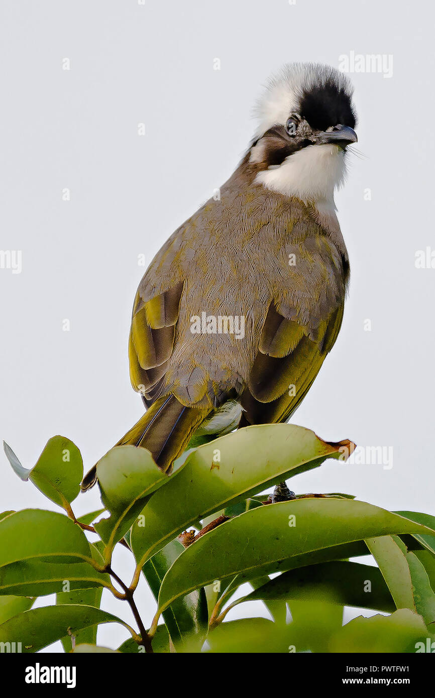 Licht - vented Bulbul Stockfoto