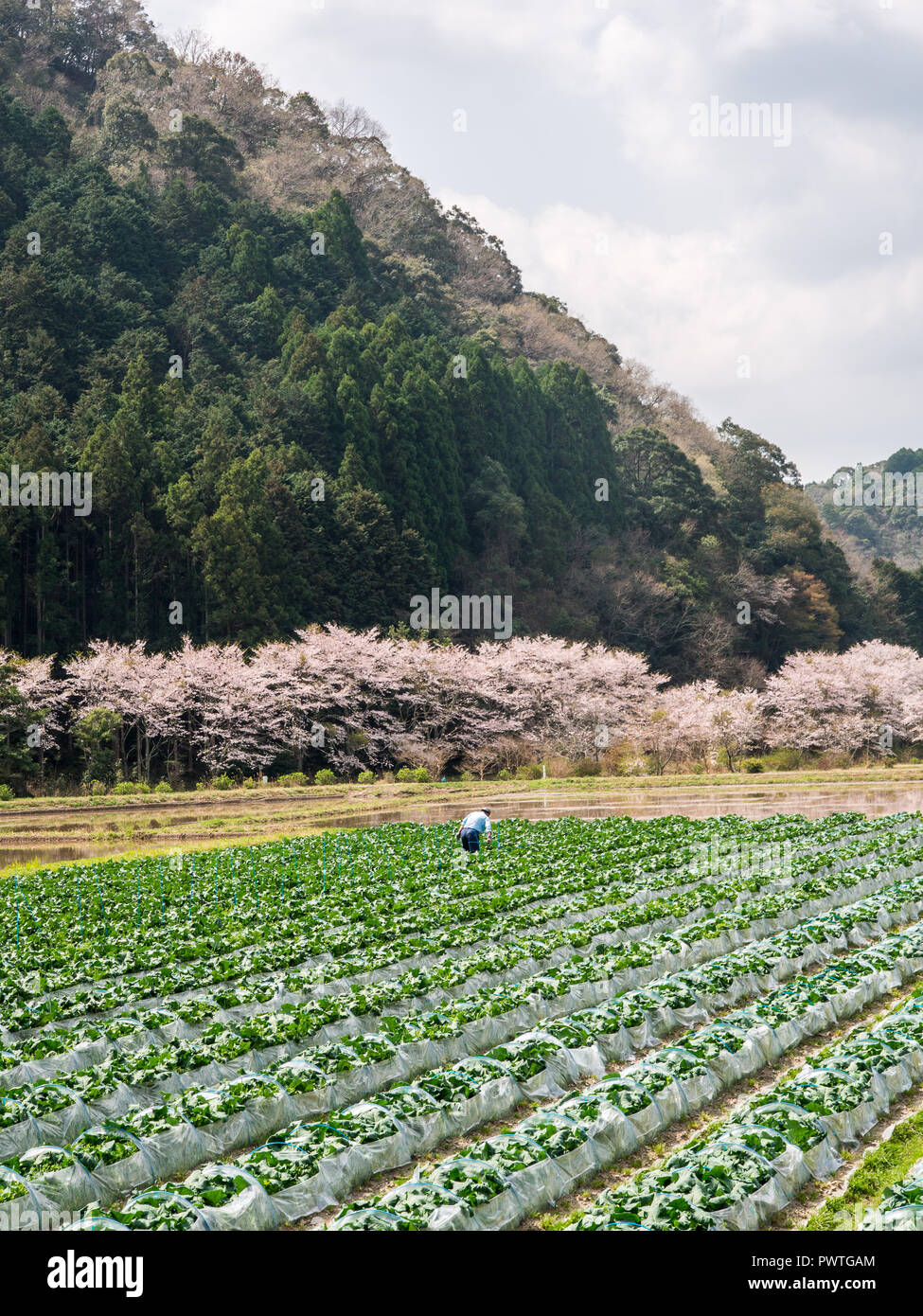 Japanische Bauern, die Arbeit auf dem Feld, zu Fuß von Hand, grünes Blatt Gemüse Getreide, angebaut mit Kunststoff, hanami sakura Kirschblüte, Bäume, Wald, Hügel, Stockfoto