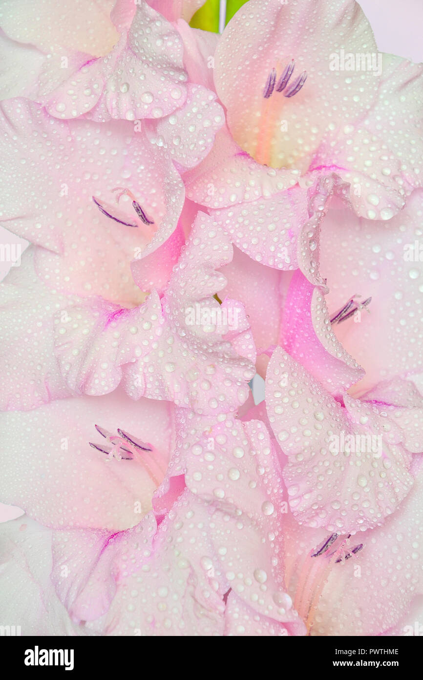 Single sanfte rosa gladiolus Blume mit Wassertropfen Nahaufnahme, auf weißem Hintergrund Stockfoto