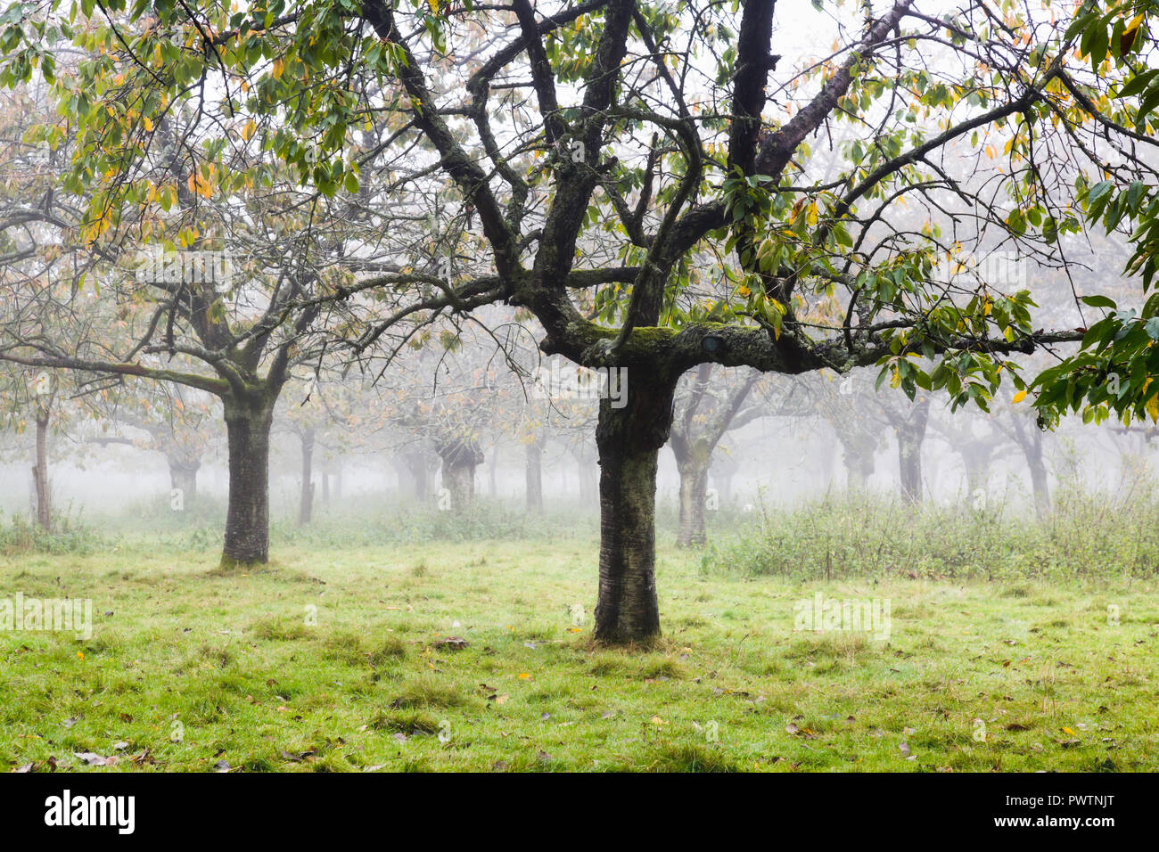 Eine misty alte Cherry Orchard während einem nebligen Oktober Nachmittag am Hartlip in der Nähe von Sittingbourne, Kent, Großbritannien. Stockfoto