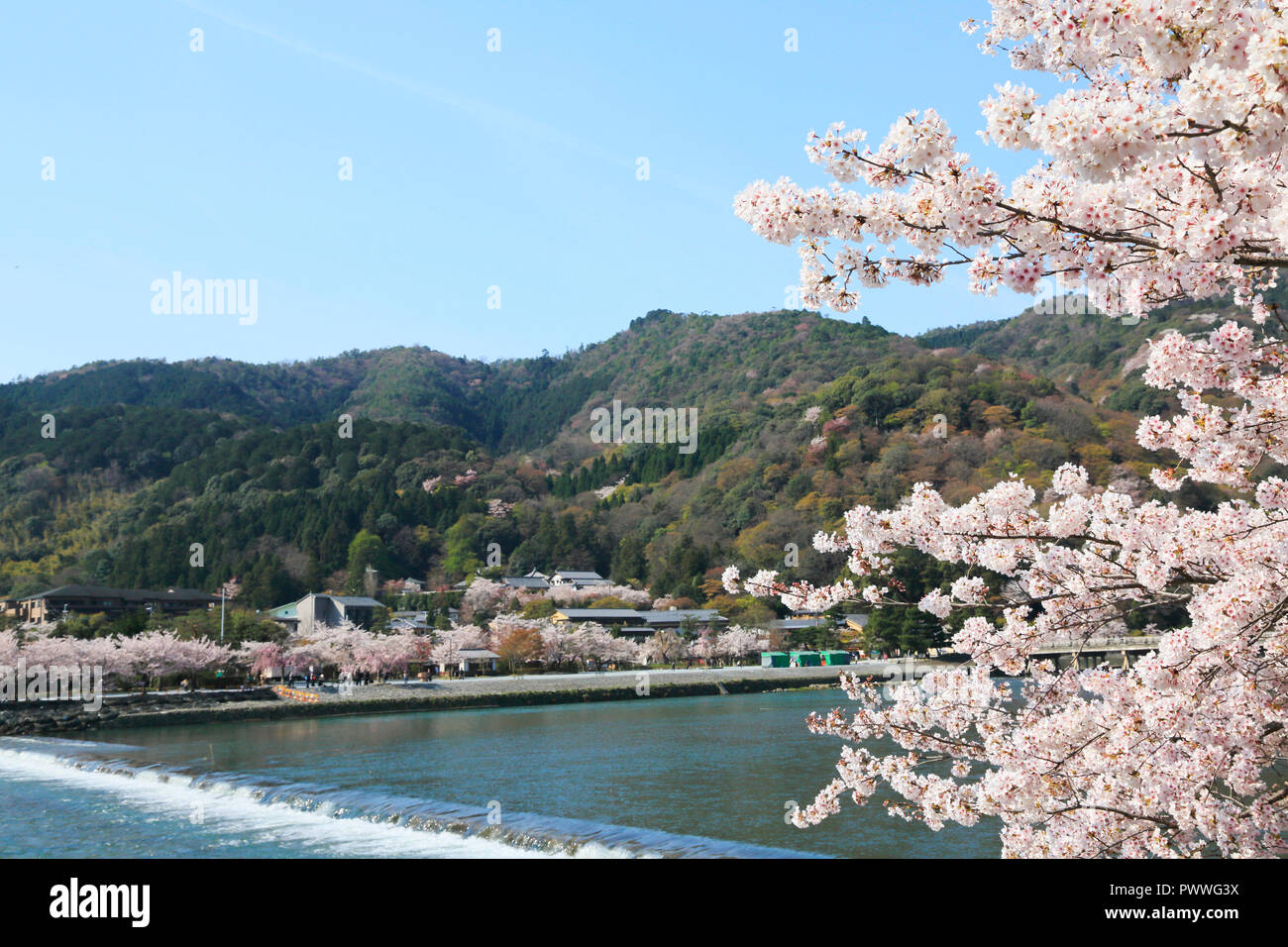 Kirschblüte in Kyoto Arashiyama Stockfoto