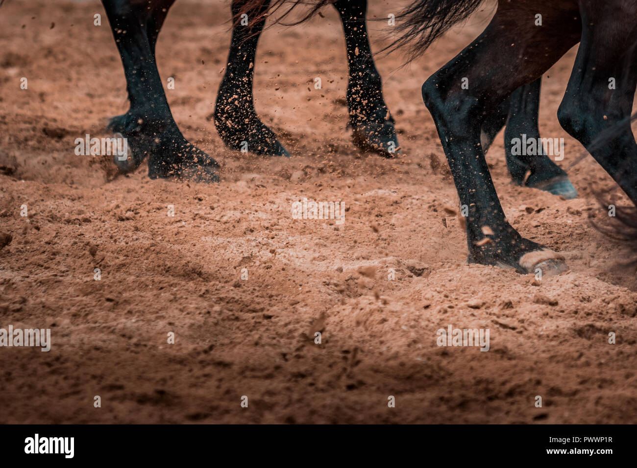 Wilde Pferde wild galoppierenden in einem Rodeo zeigen. Details und auf Füße, Sand, Staub, Schmutz und Bewegungsunschärfe konzentrieren. Verschwommenes Bild Hintergrund, warmer Beleuchtung, sh Stockfoto