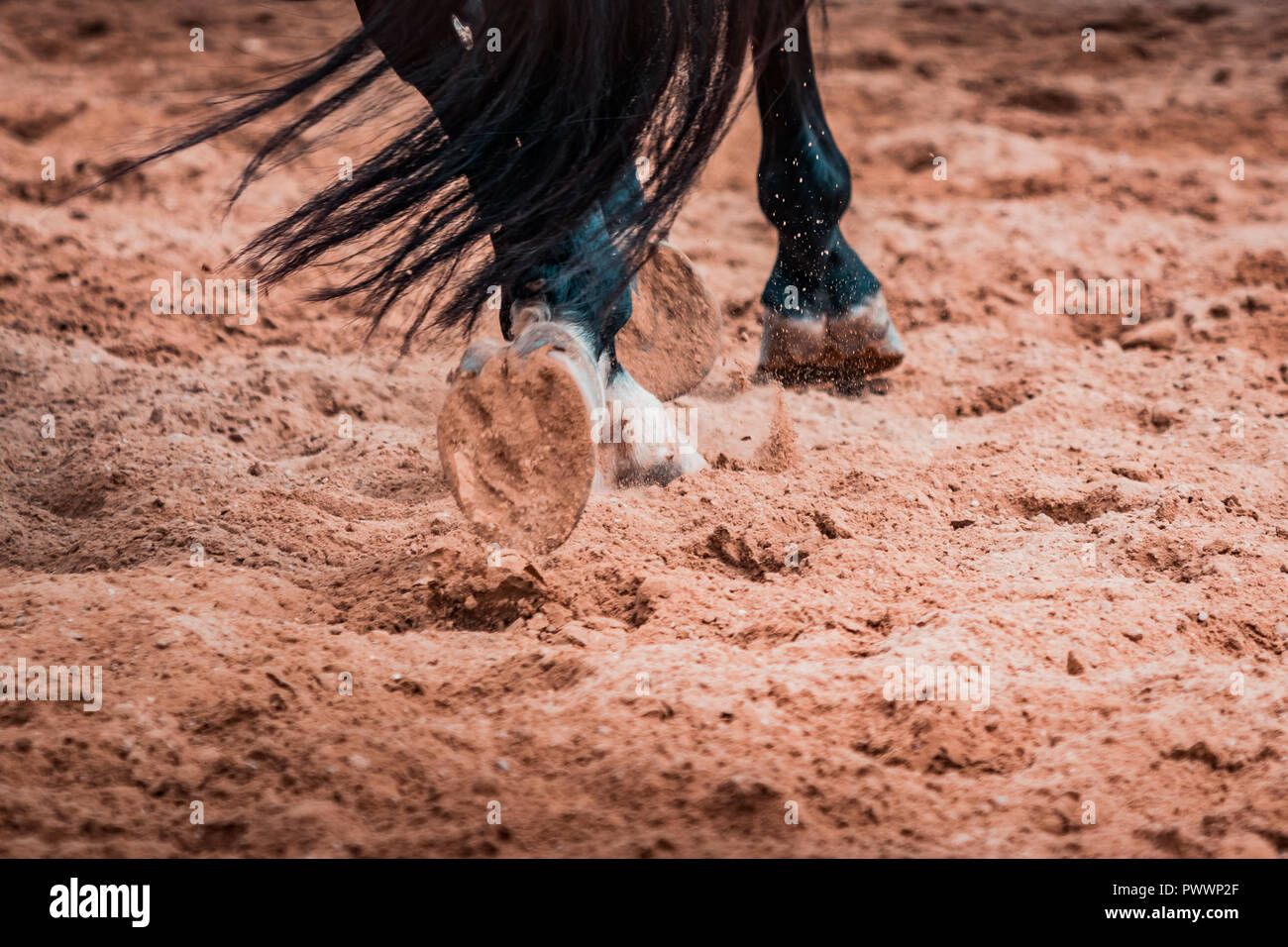 Wilde Pferde wild galoppierenden in einem Rodeo zeigen. Details und auf Füße, Sand, Staub, Schmutz und Bewegungsunschärfe konzentrieren. Verschwommenes Bild Hintergrund, warmer Beleuchtung, sh Stockfoto