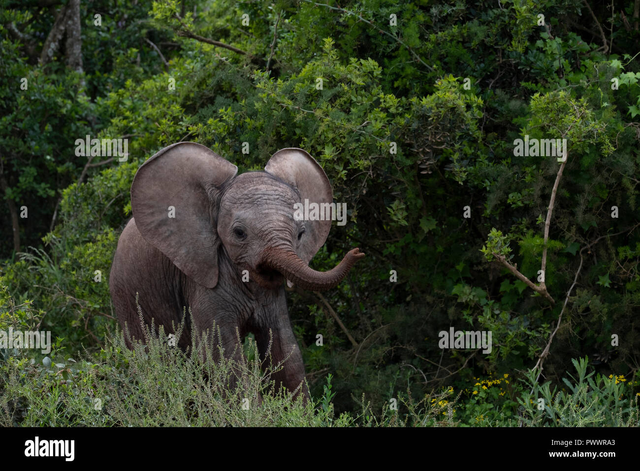 Baby Elefant - Addo Elephant National Park Stockfoto