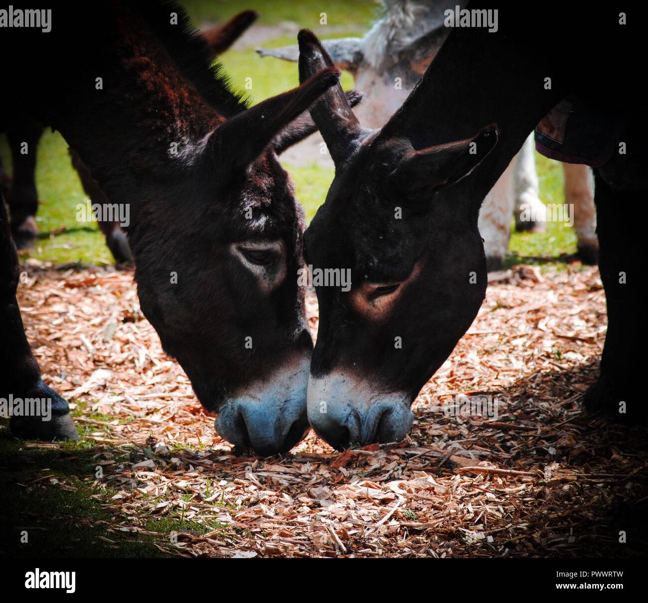 Donkey Sanctuary Stockfoto