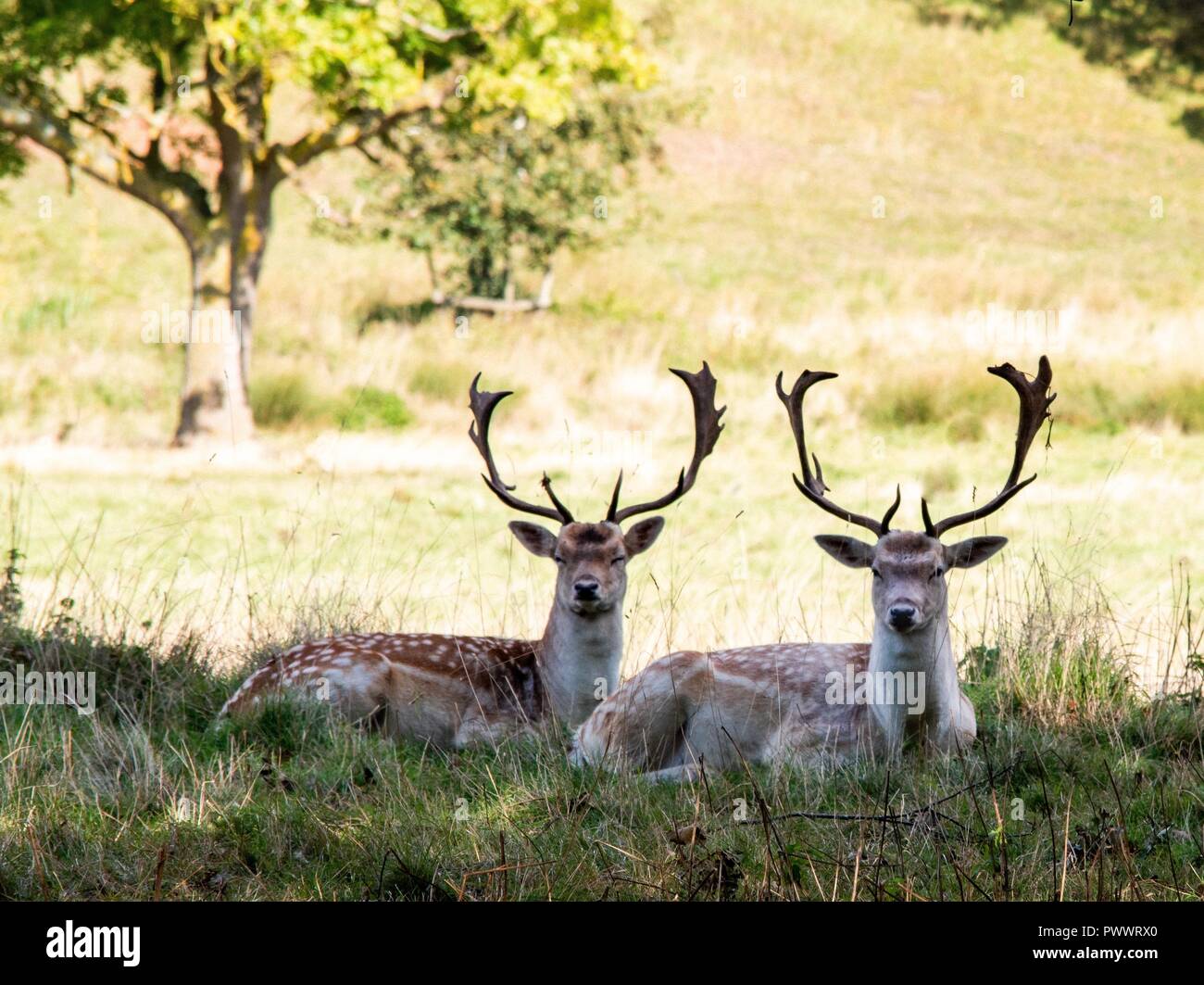 Hirsche im Herbst Stockfoto