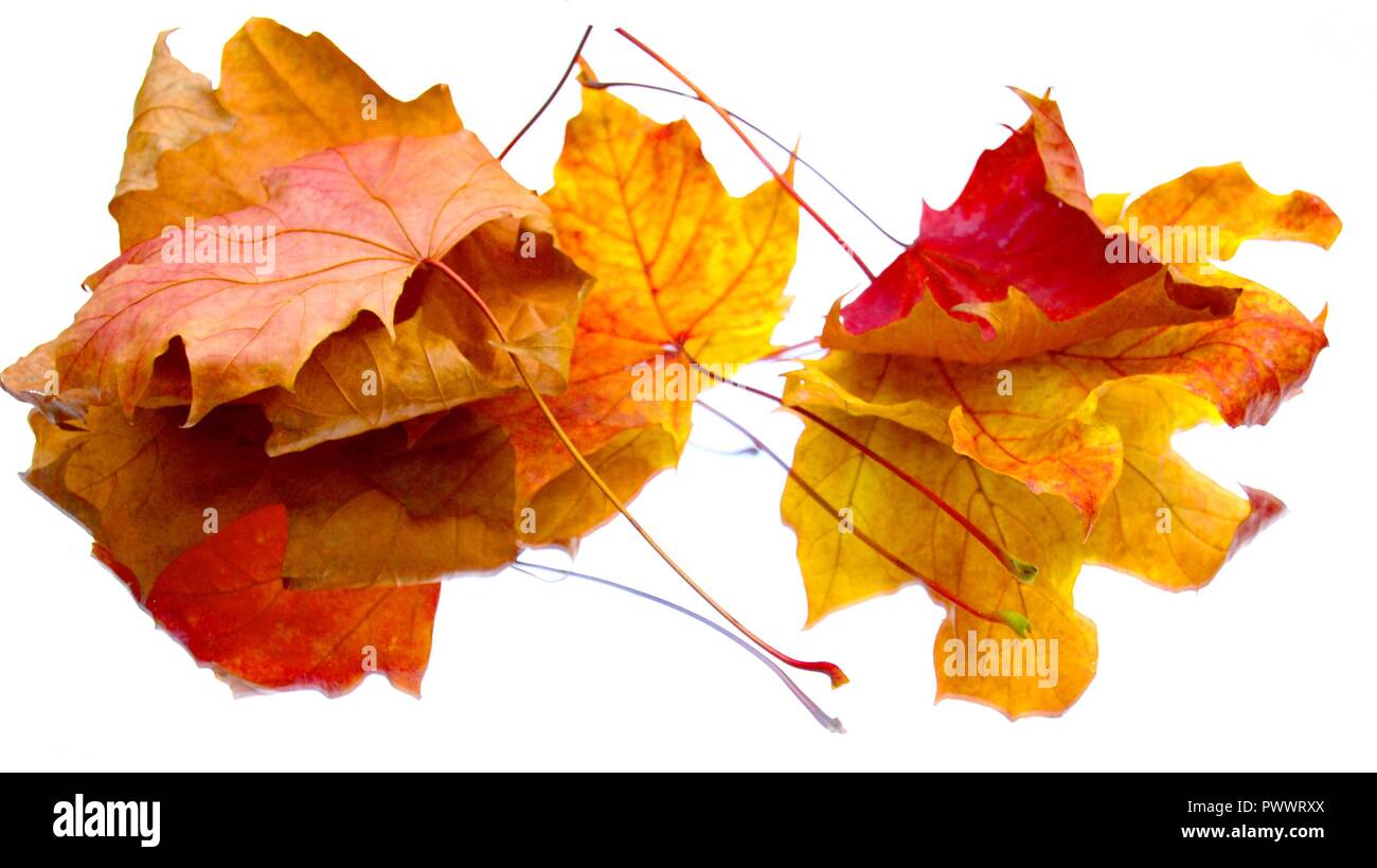 Herbst Golden Leaf isoliert Stockfoto