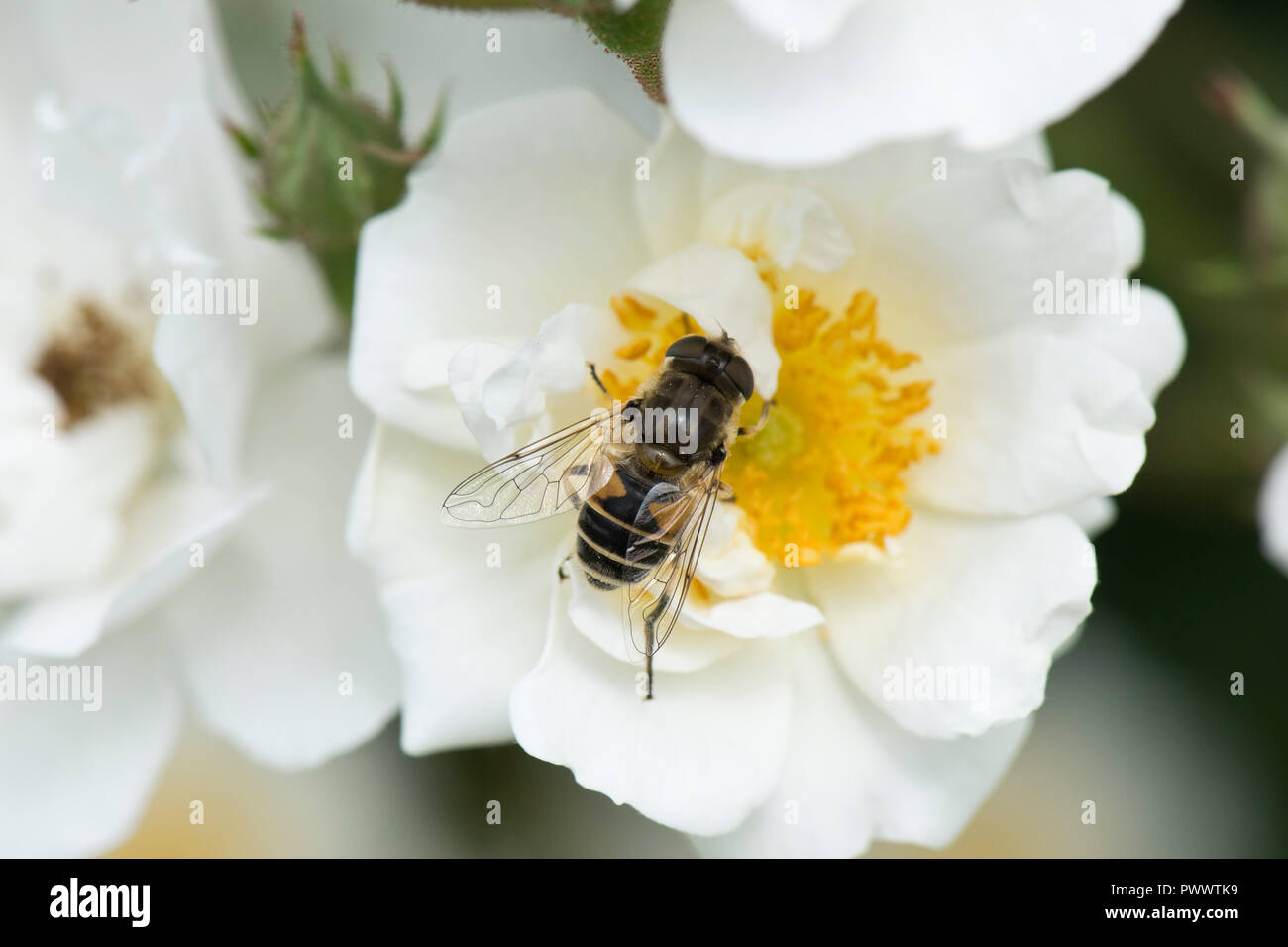 Ein hoverfly, Eristalis arbustorum, einer Drohne fliegen Landung auf die weiße Blüte einer Rose 'Rambling Rector, ein Sommer pollinator, Juni Stockfoto