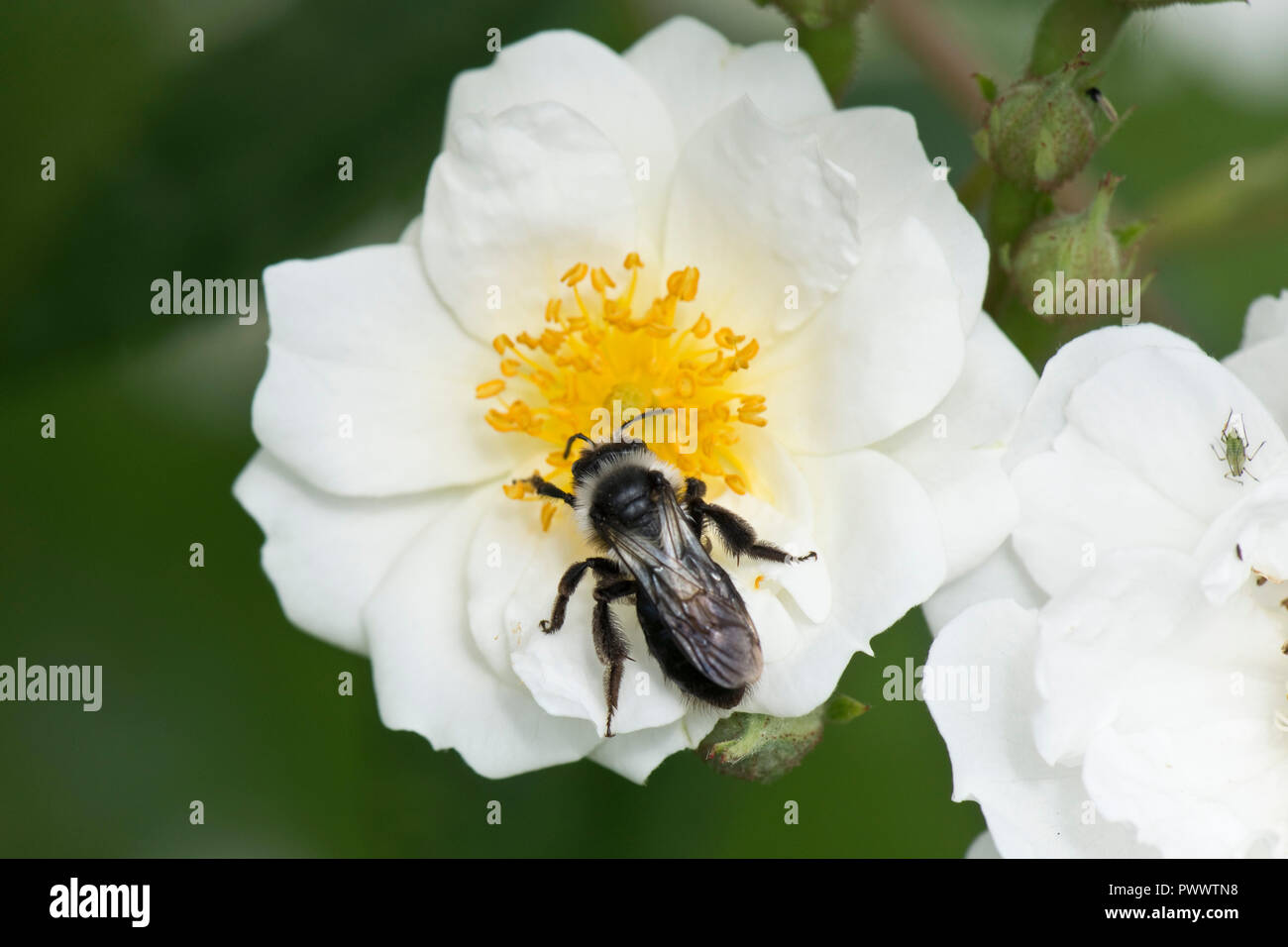 Eine weibliche ashy Bergbau Biene, Andrena Zinerarie, Landung auf dem weiße Blüte einer Rose 'Rambling Rector, ein Sommer pollinator, Juni Stockfoto