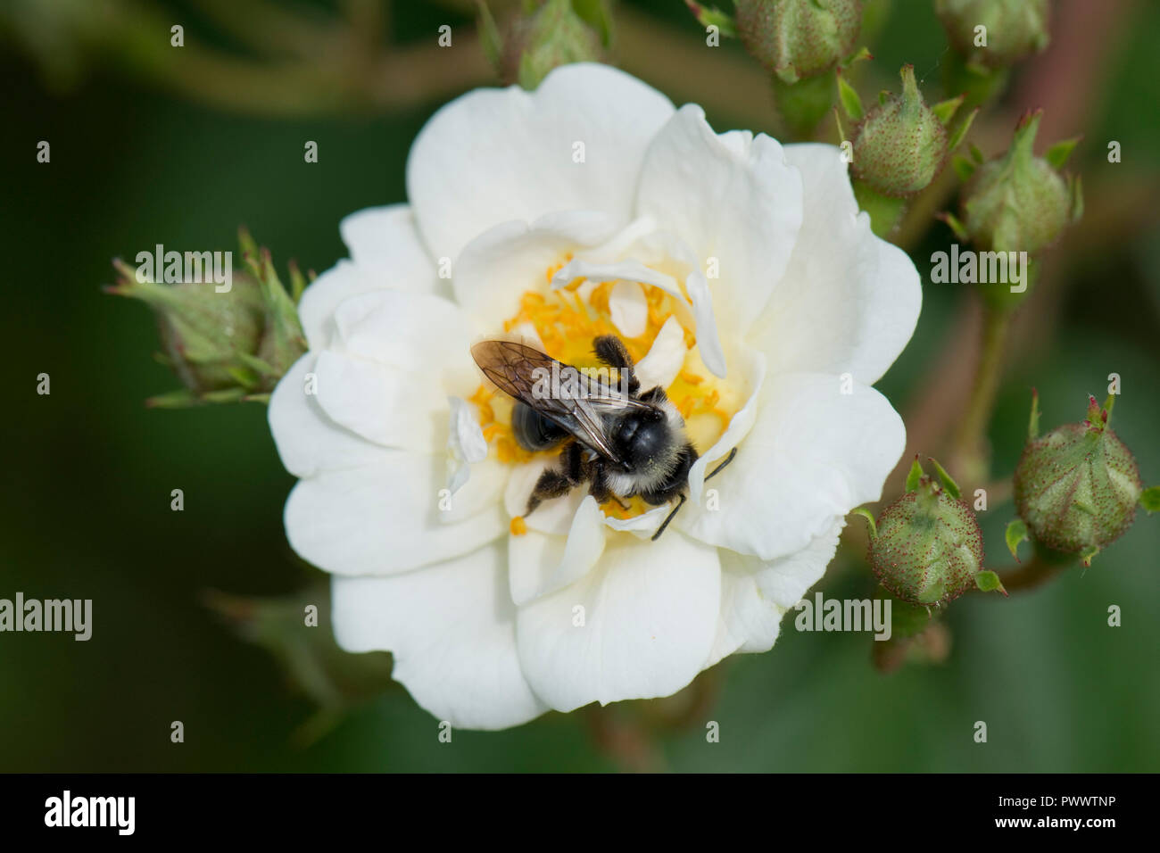 Eine weibliche ashy Bergbau Biene, Andrena Zinerarie, Landung auf dem weiße Blüte einer Rose 'Rambling Rector, ein Sommer pollinator, Juni Stockfoto