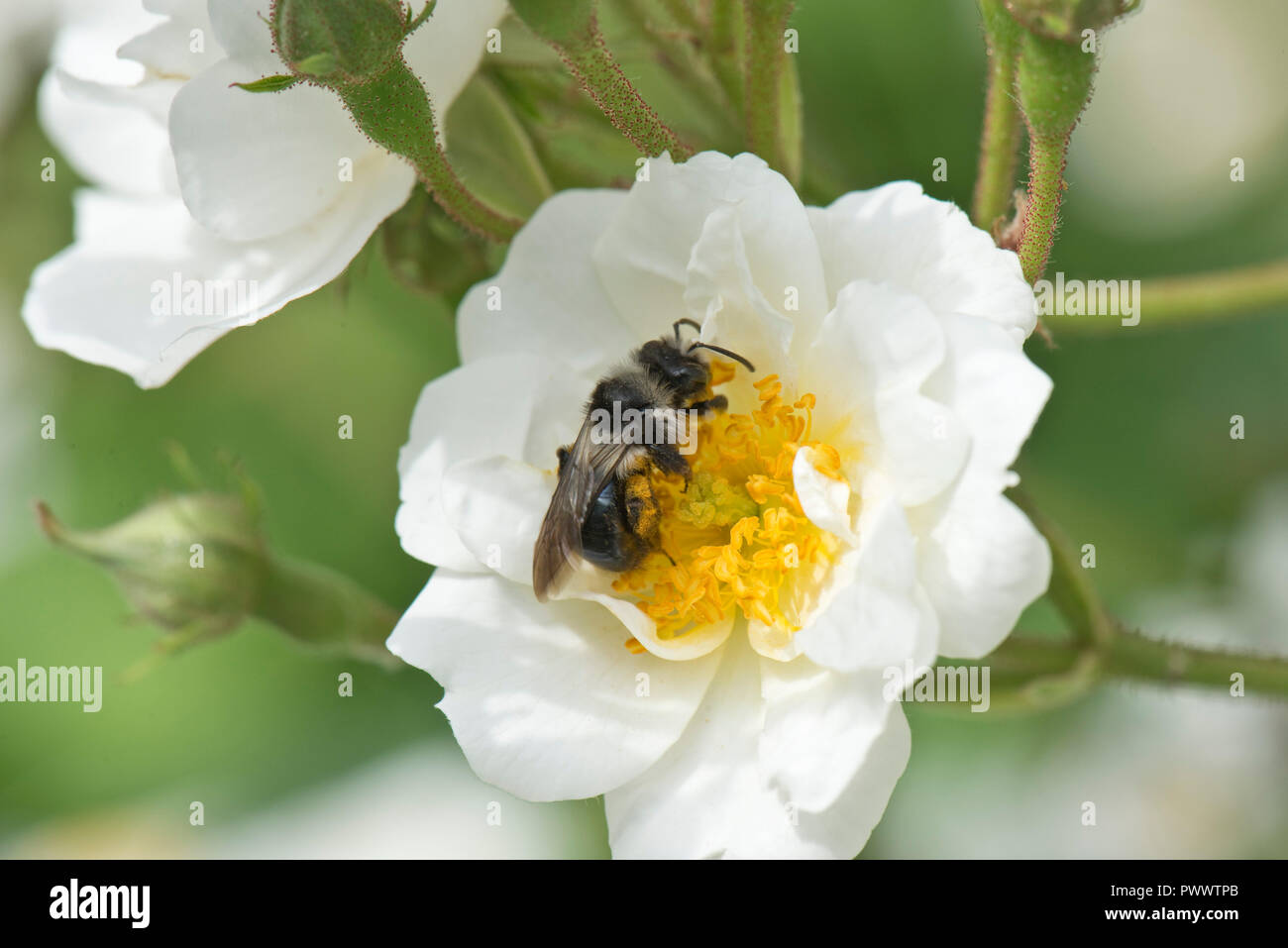 Eine weibliche ashy Bergbau Biene, Andrena Zinerarie, Landung auf dem