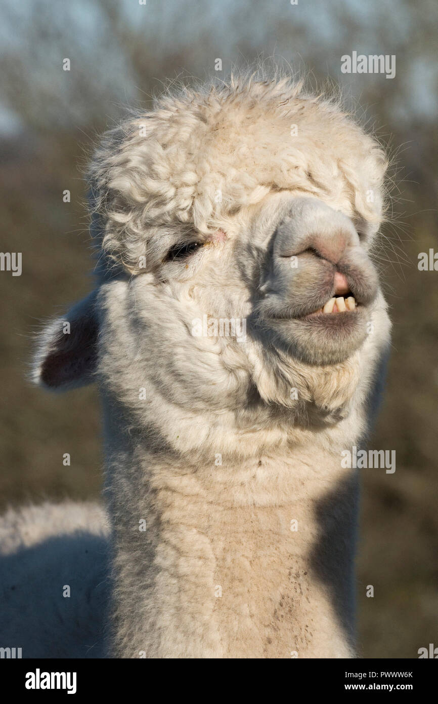 Der Kopf einer alten weißen huacaya Alpaka mit Kopf auf und gefletschten Zähnen Haare wachsen nach dem Scheren, Berkshire, Mai Stockfoto