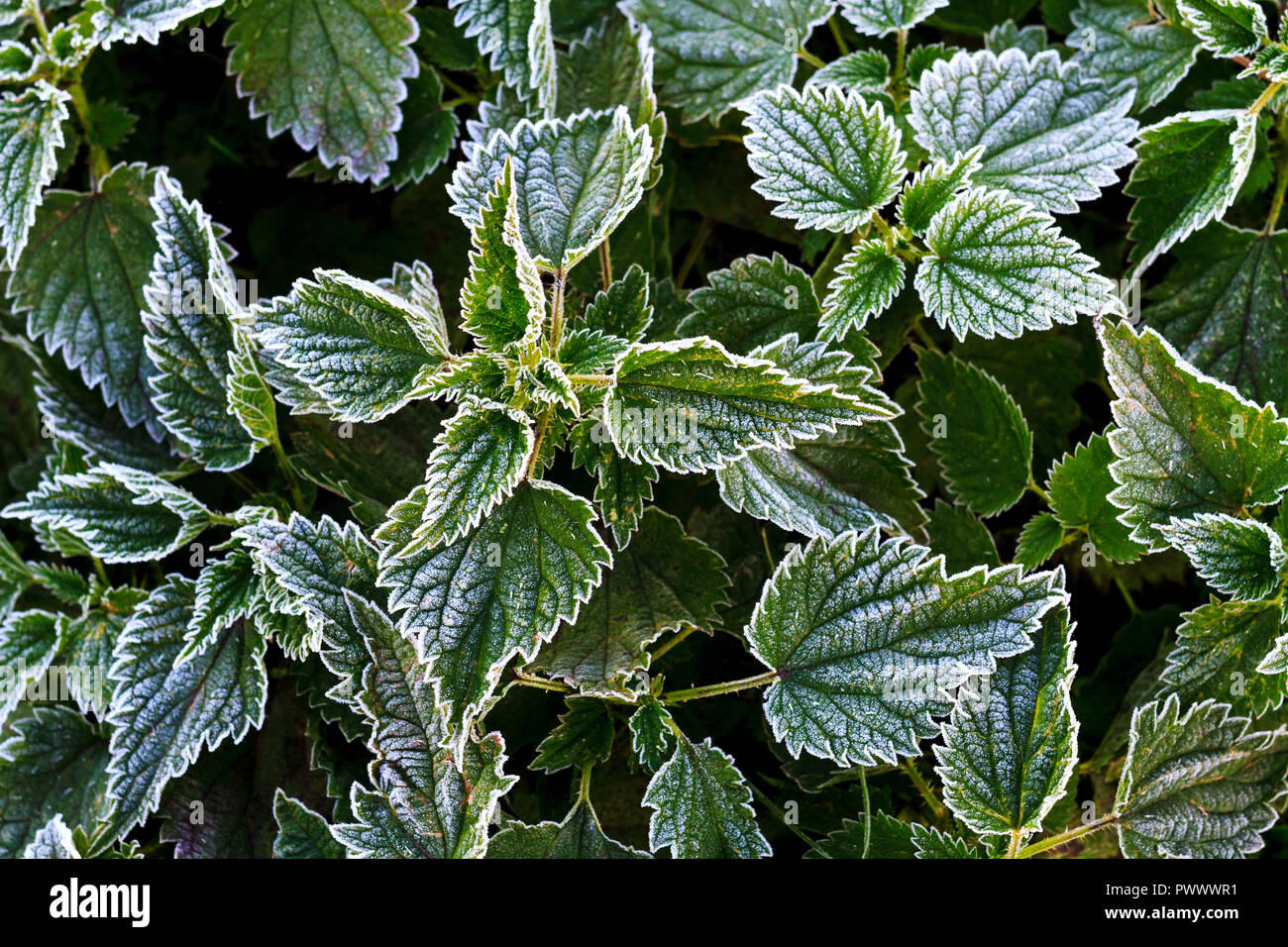 Erste friert Frostbelag auf grünen Pflanzen Stockfoto