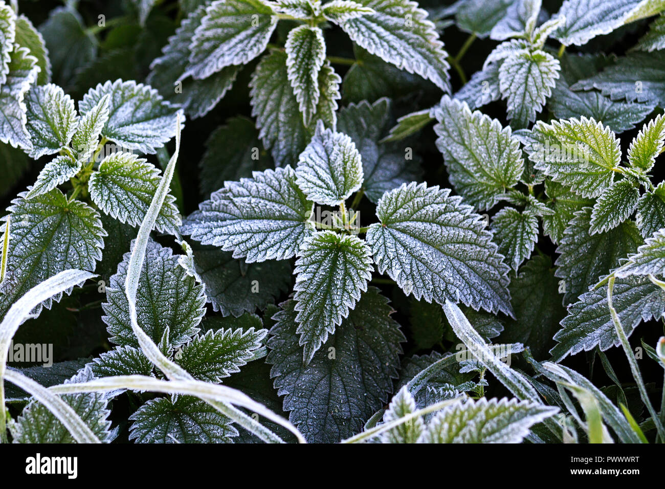 Brennnessel Blättern bedeckt mit Frost Stockfoto