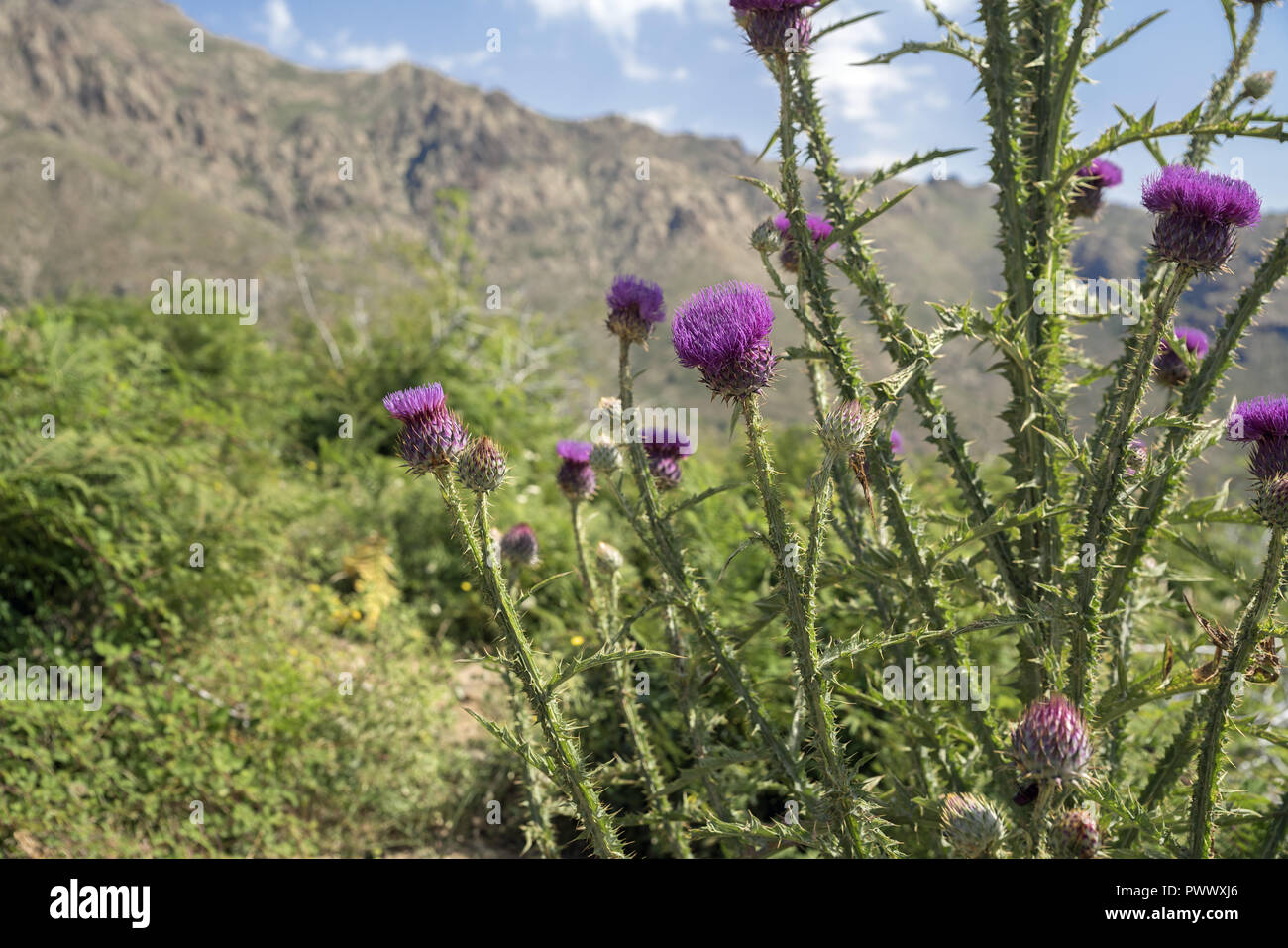 Blühende Distel (carduus) auf dem Hintergrund der Berggipfel. Massiv Monte Cinto, der höchste Berg in Korsika (2706 m). Masyw Monte Cinto Stockfoto