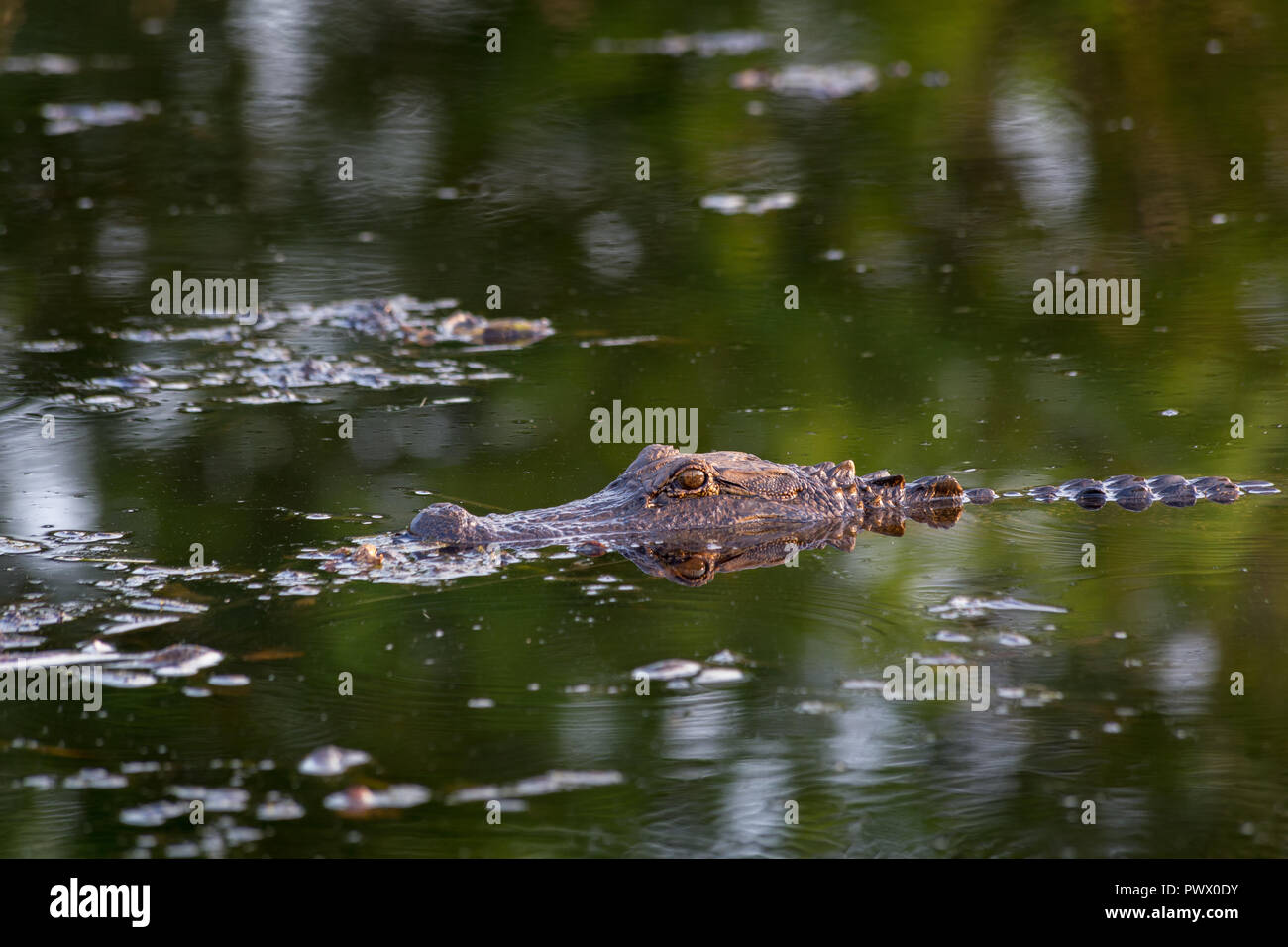 Ein alligator Scanfläche des Bayou für potenzielle Nahrung. Bayou Sauvage National Wildlife Refuge, Louisiana Stockfoto