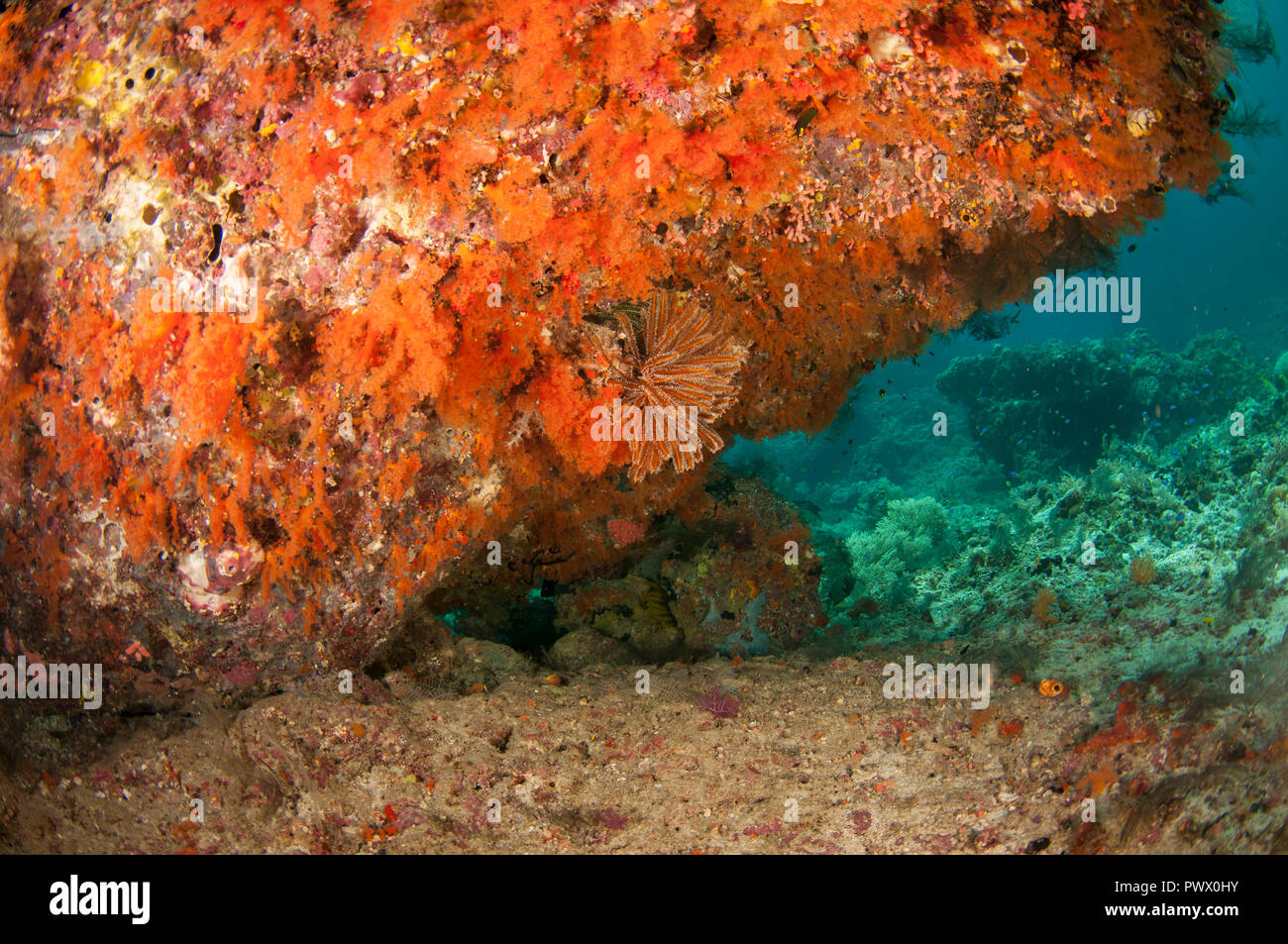 Reef Szene, Orange coral an Wand, Boo Windows Tauchplatz, buh Insel, Misool, Raja Ampat, West Papua, Indonesien Stockfoto