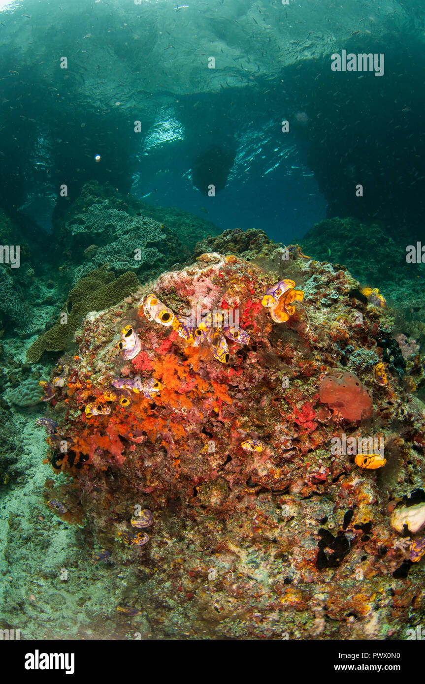 Reef Szene, Koralle mit Arch im Hintergrund, Boo Boo Windows Tauchplatz, Insel, Misool, Raja Ampat, West Papua, Indonesien Stockfoto