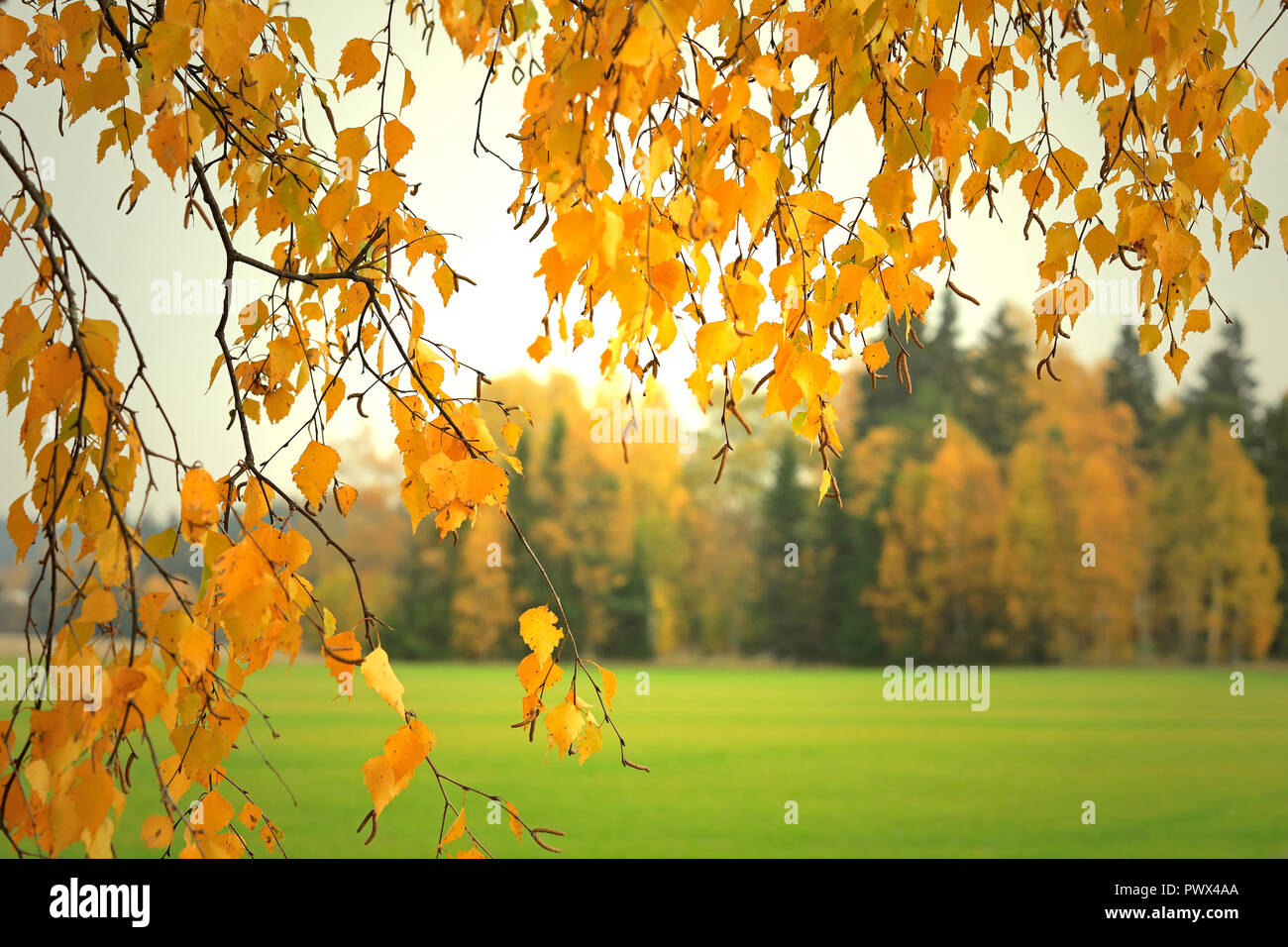 Gelbe Laub von eine Birke, Betula pendula, im Herbst bei Sonnenuntergang Zeit mit Herbst Wald im Hintergrund. Stockfoto