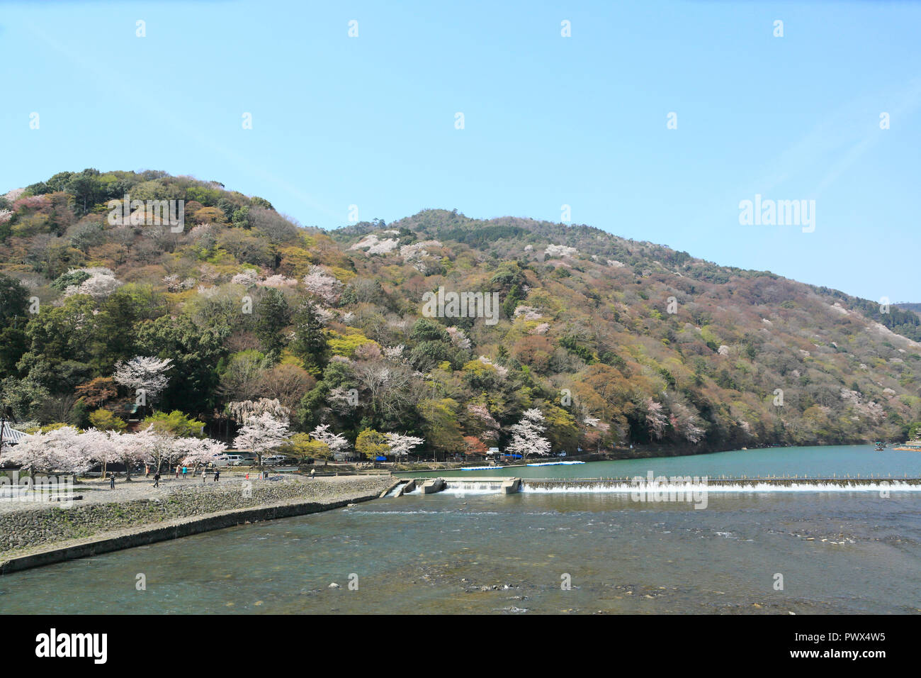 Kirschblüte in Kyoto Arashiyama Stockfoto