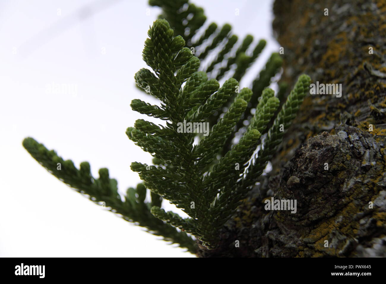 Makro-ansicht des Entwickelns der Blätter und Zweige der Norfolk Insel Kiefer (Araucaria araucana), Gold Coast Stockfoto