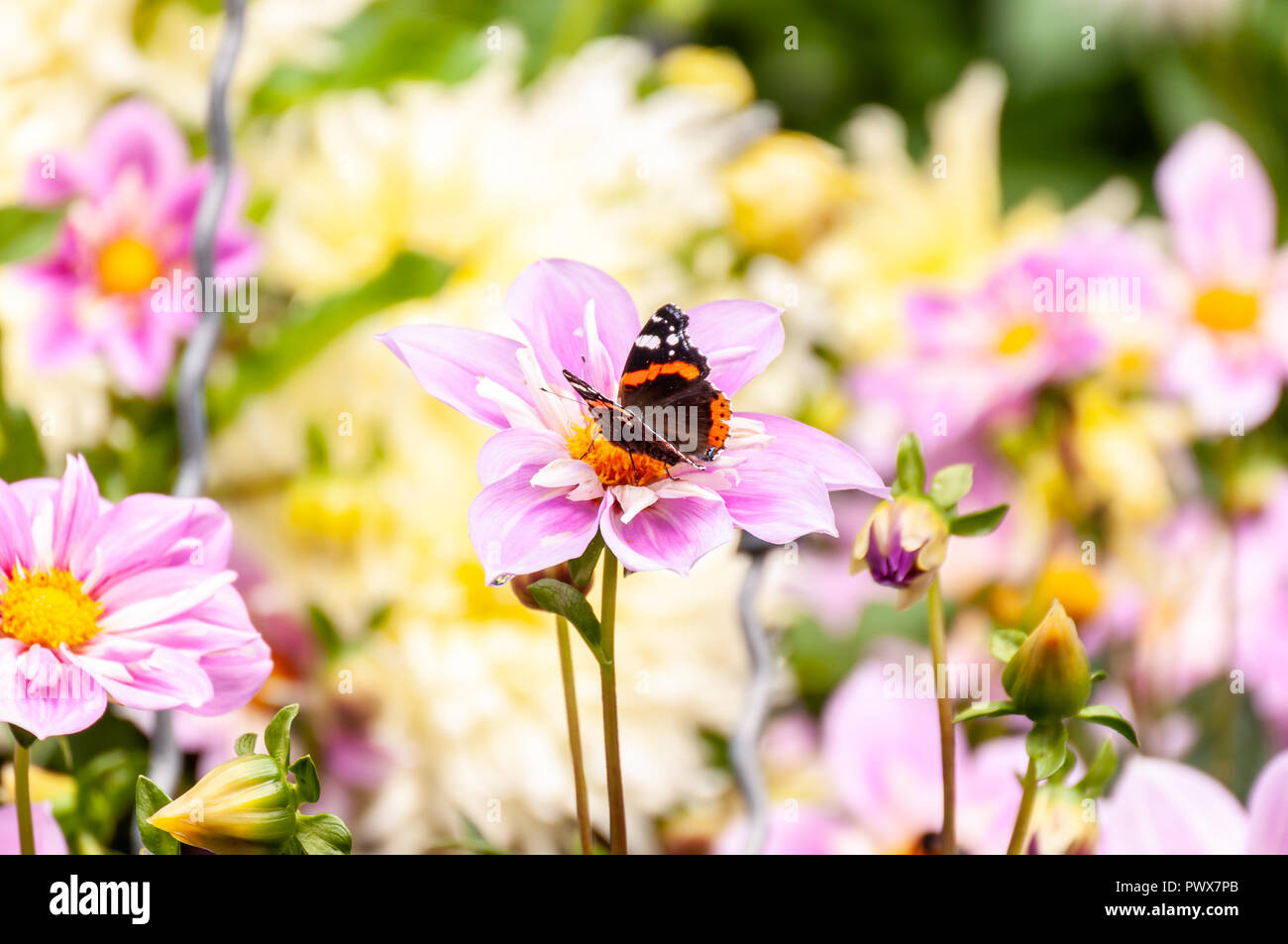 Butterfly suchen nach Pollen auf ein frisches lila Garten Blüte im Sonnenschein im Sommergarten Stockfoto