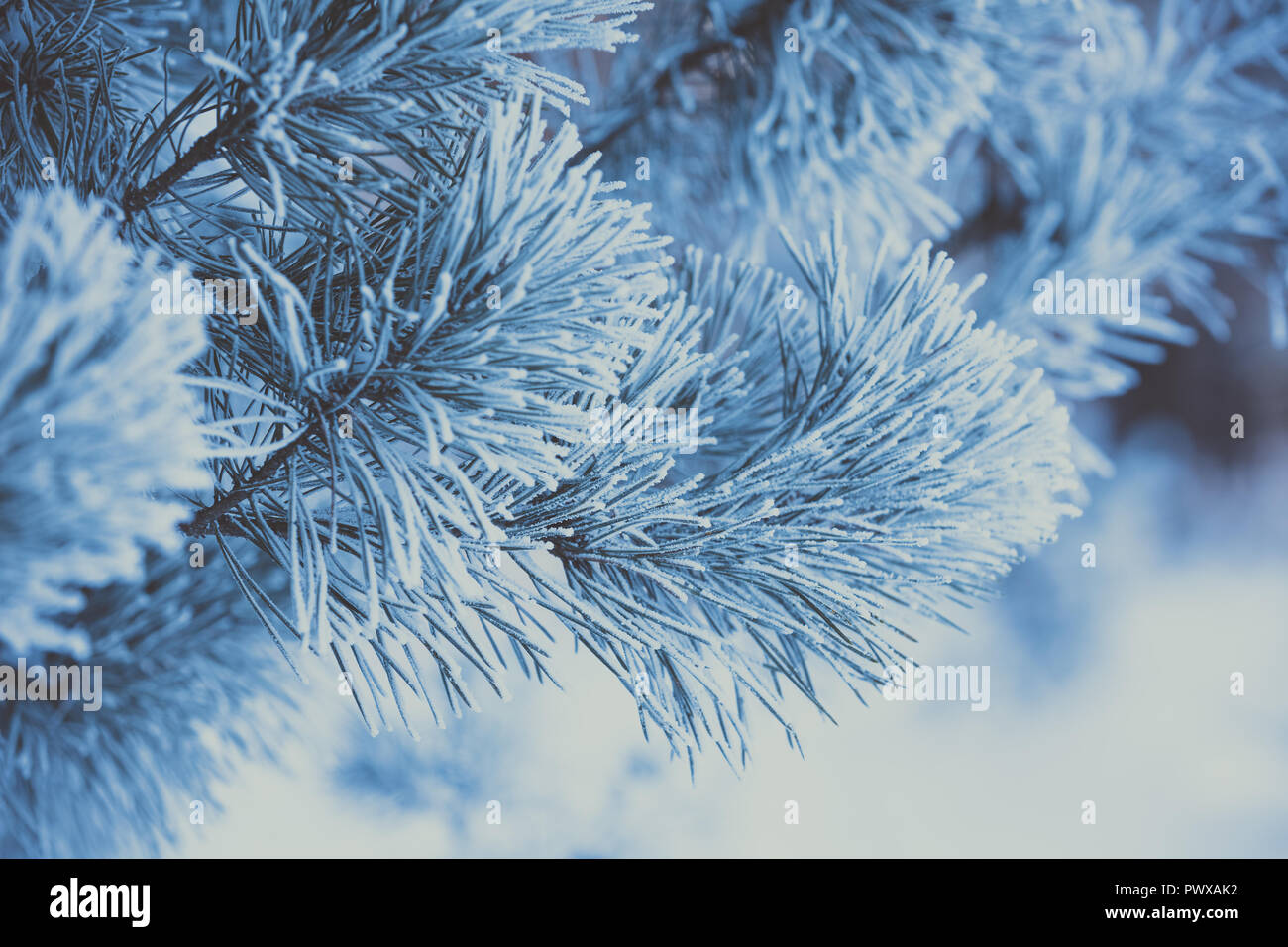 Kiefer Zweigen bedeckt mit Raureif. Natur Winter Hintergrund. Winter Natur. Verschneiten Wald. Weihnachten Hintergrund Stockfoto