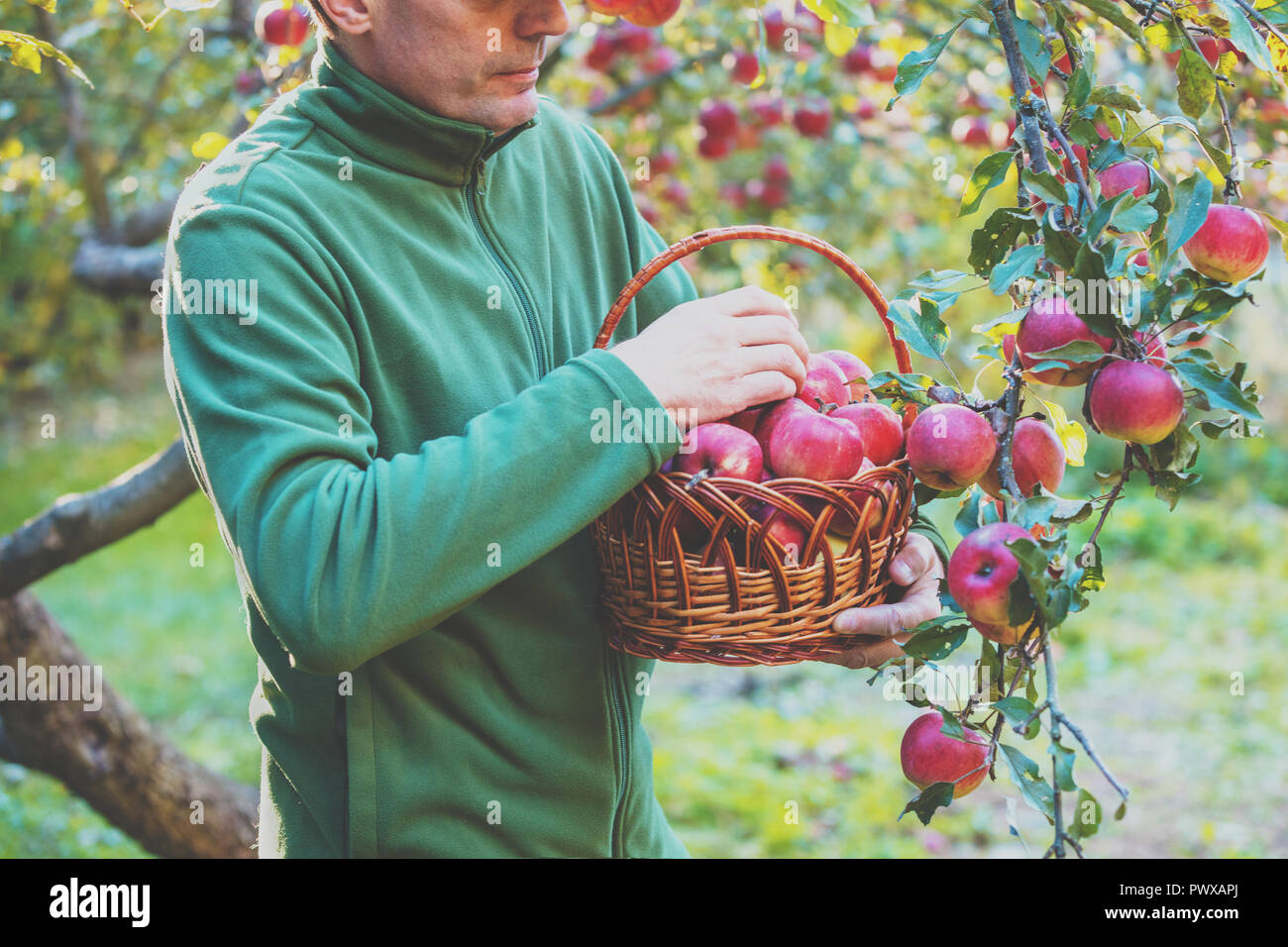 Ein Mann der Ernte eine reiche Ernte von Äpfeln in den Obstgarten. Ein Mann hält einen Korb voll mit roten Äpfeln Stockfoto