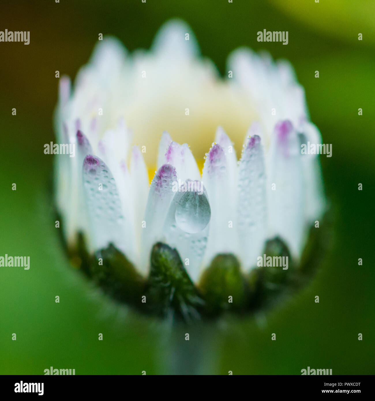 Eine Makroaufnahme eines Rasen Daisy. Stockfoto