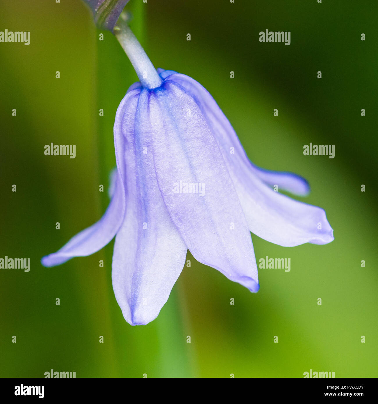 Eine Makroaufnahme eines einzigen spanischen Bluebell blühen. Stockfoto