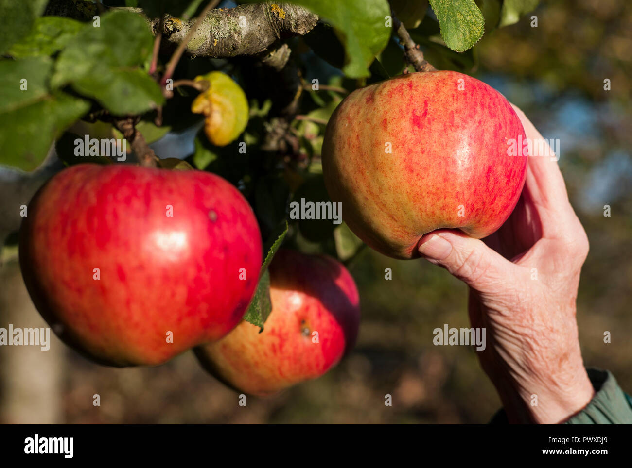 Red dual-purpose Äpfel auf einem Baum reif (Malus Domestica Howgate Wunder) Reif für die Ernte im Oktober in Wiltshire England Großbritannien Stockfoto
