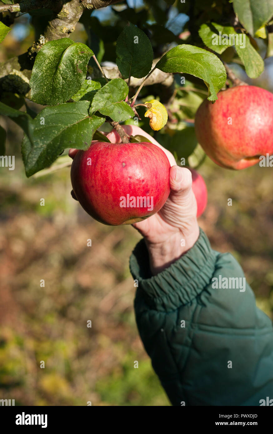 Red dual-purpose Äpfel auf einem Baum reif (Malus Domestica Howgate Wunder) Reif für die Ernte im Oktober in Wiltshire England Großbritannien Stockfoto
