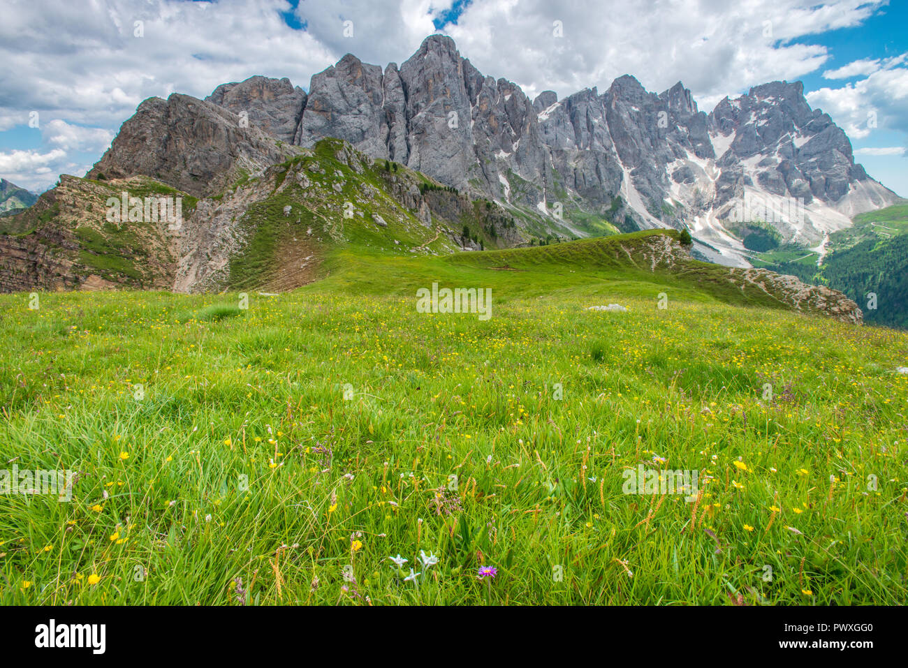 Close-up Panorama der Pale di San Martino in den italienischen Dolomiten. Imposante felsigen Gipfeln, mit Steinschlag und Moräne, Sommer Wildblumen, Gras. Stockfoto