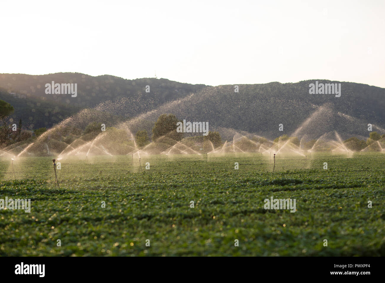 Sprinkler in Aktion während der Bewässerung der Basil in einem Sommer Sonnenuntergang Stockfoto