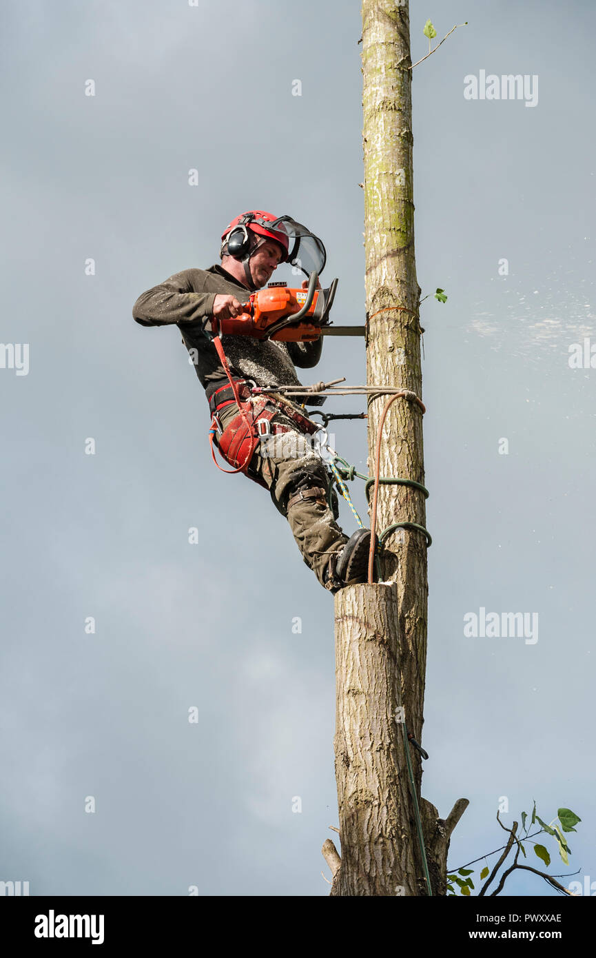 UK. Ein Baum Chirurgen (baumzüchter) bei der Arbeit das Fällen einer Pappel Stockfoto