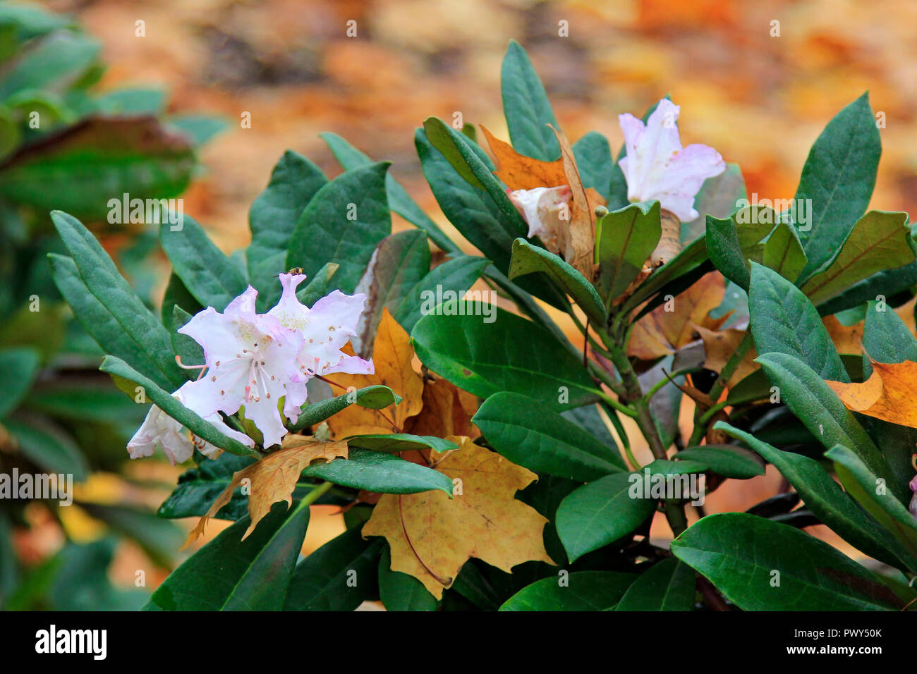 Helsinki, Finnland - 18. Oktober 2018. Rhododendron Blumen und gefallenen  gelbe Blätter. Einige Pflanzen werden in Blüte in einem zweiten Frühling  wegen der ungewöhnlich warmen Oktober in Helsinki, Finnland getäuscht.  Credit: Taina