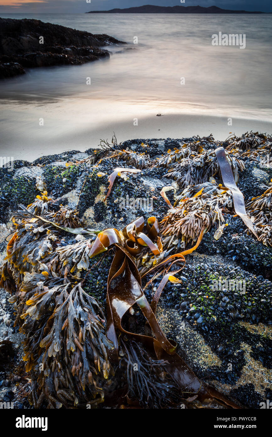 Seetang und Muscheln auf einem Felsen ausgesetzt durch die Ebbe auf der Insel Harris. Die Berge am Horizont lauern Stockfoto
